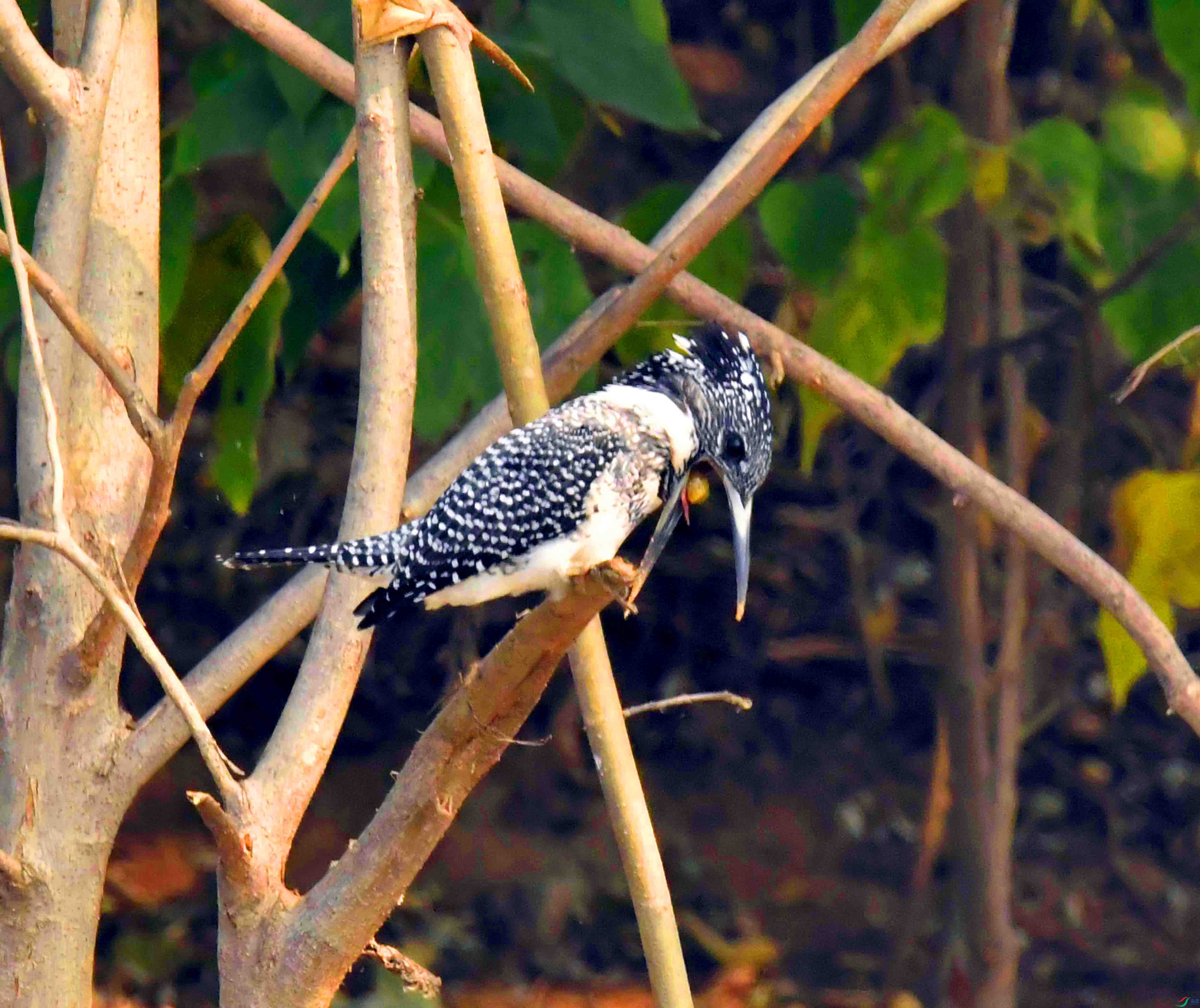 DSC_4983.JPG