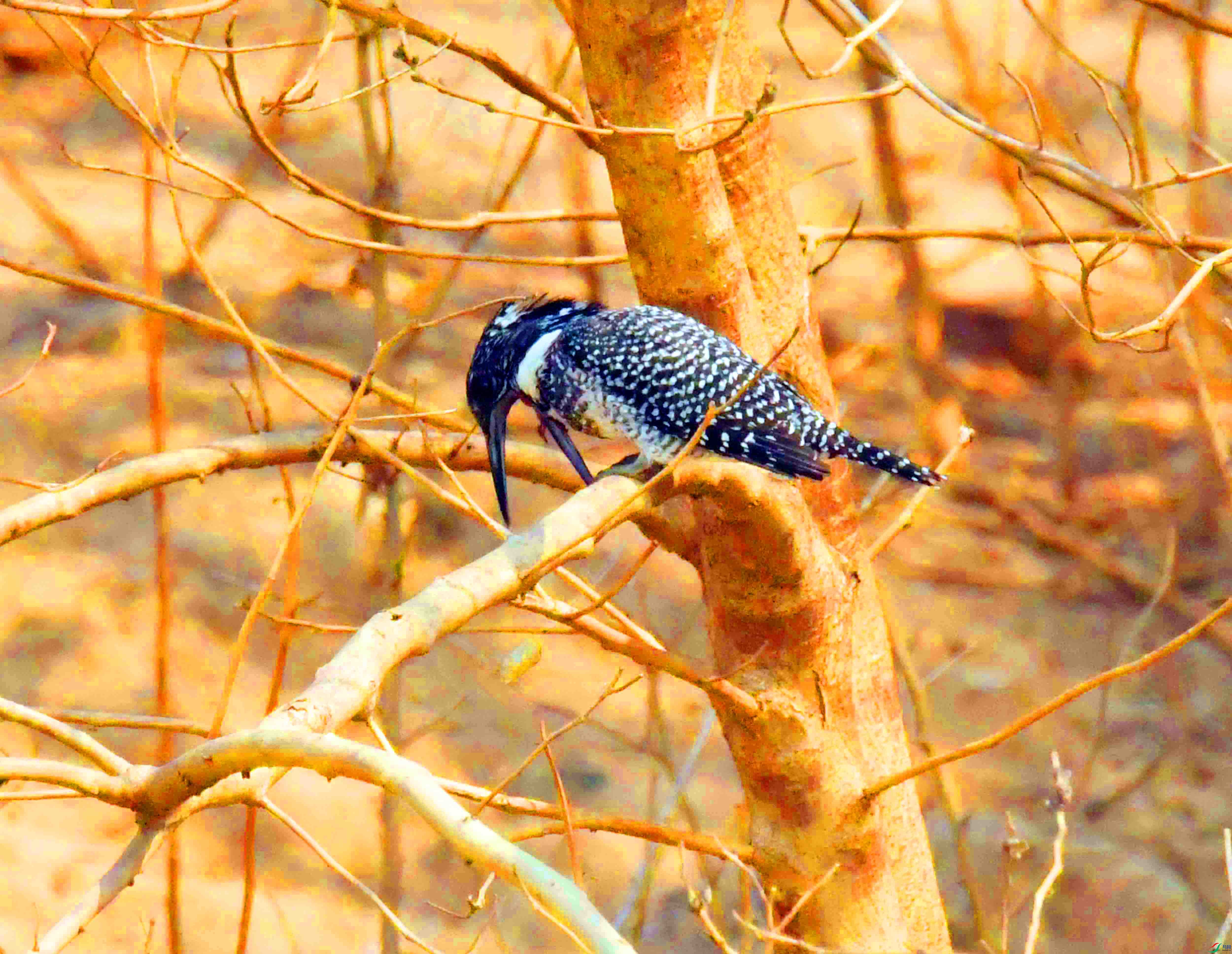 DSC_7485.JPG