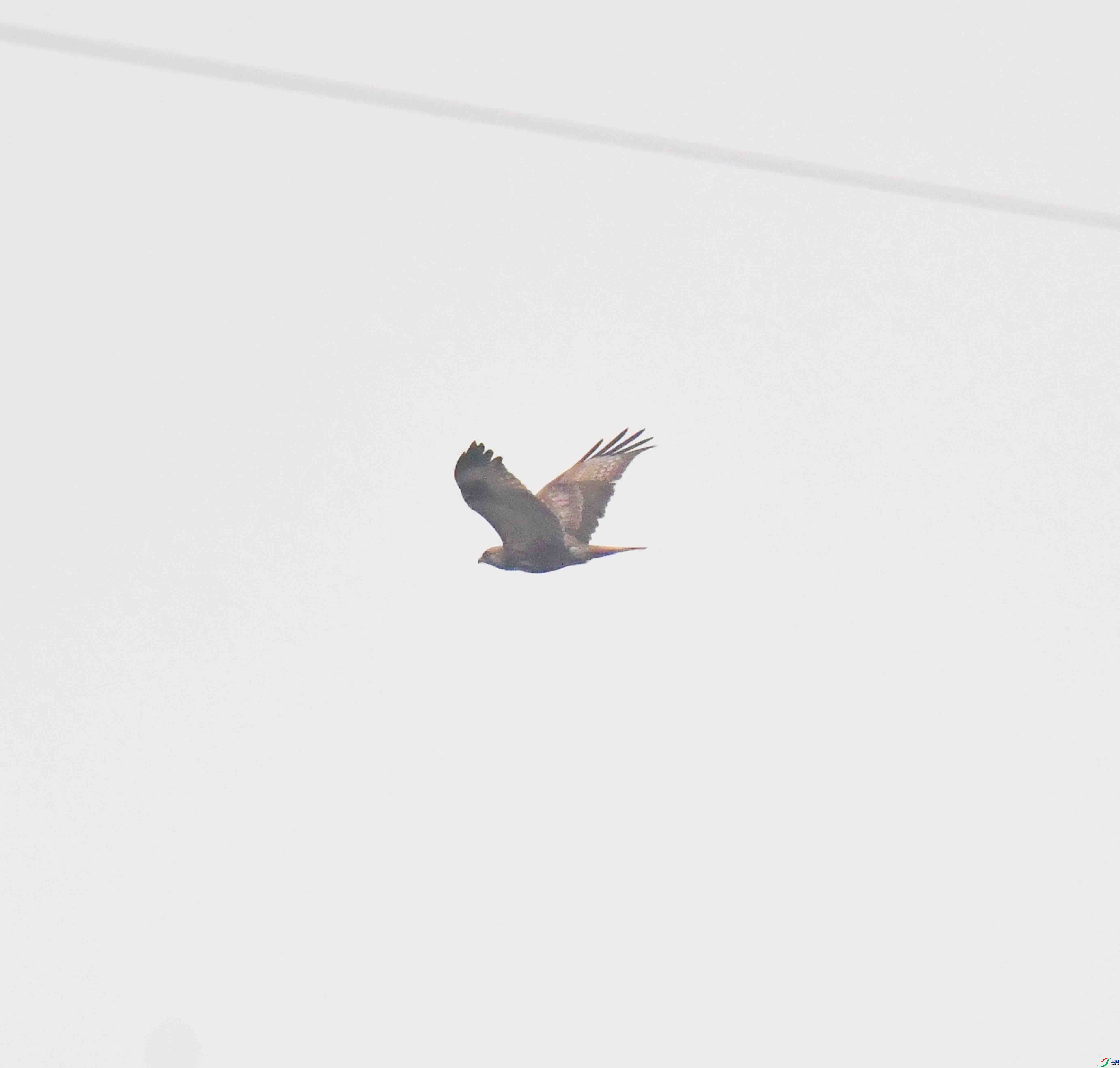 DSC_4443.JPG