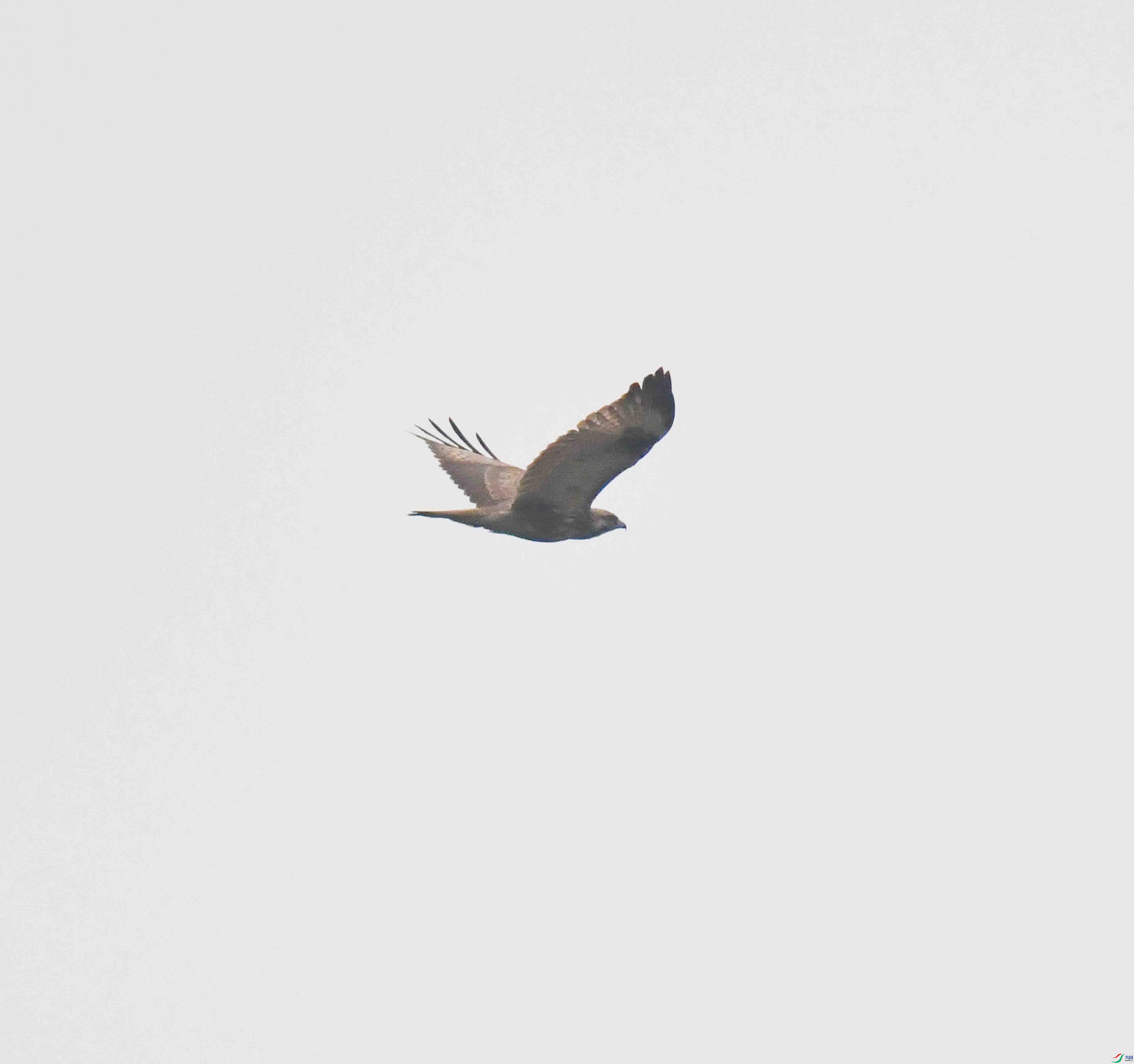 DSC_4445.JPG