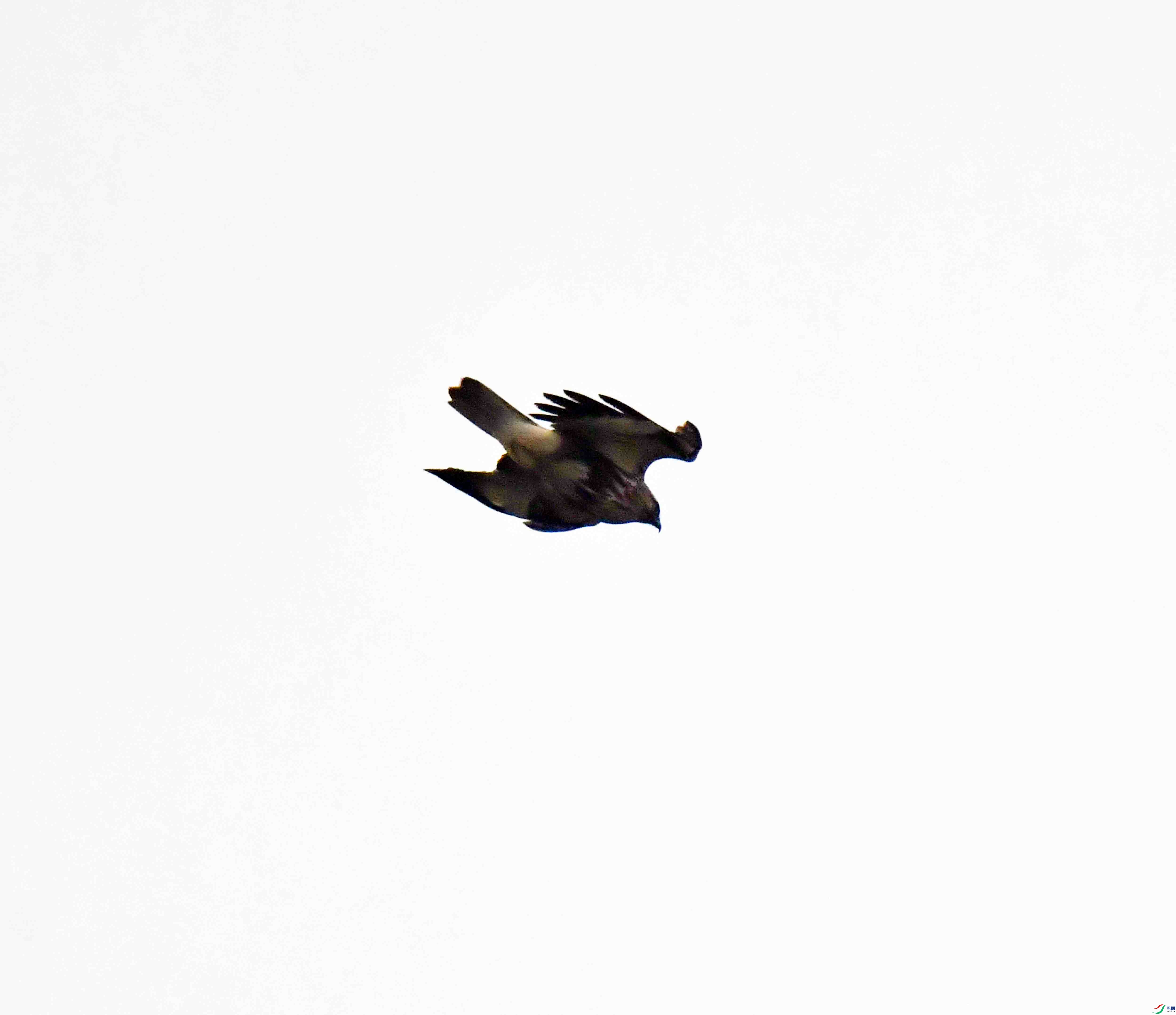 DSC_4473.JPG