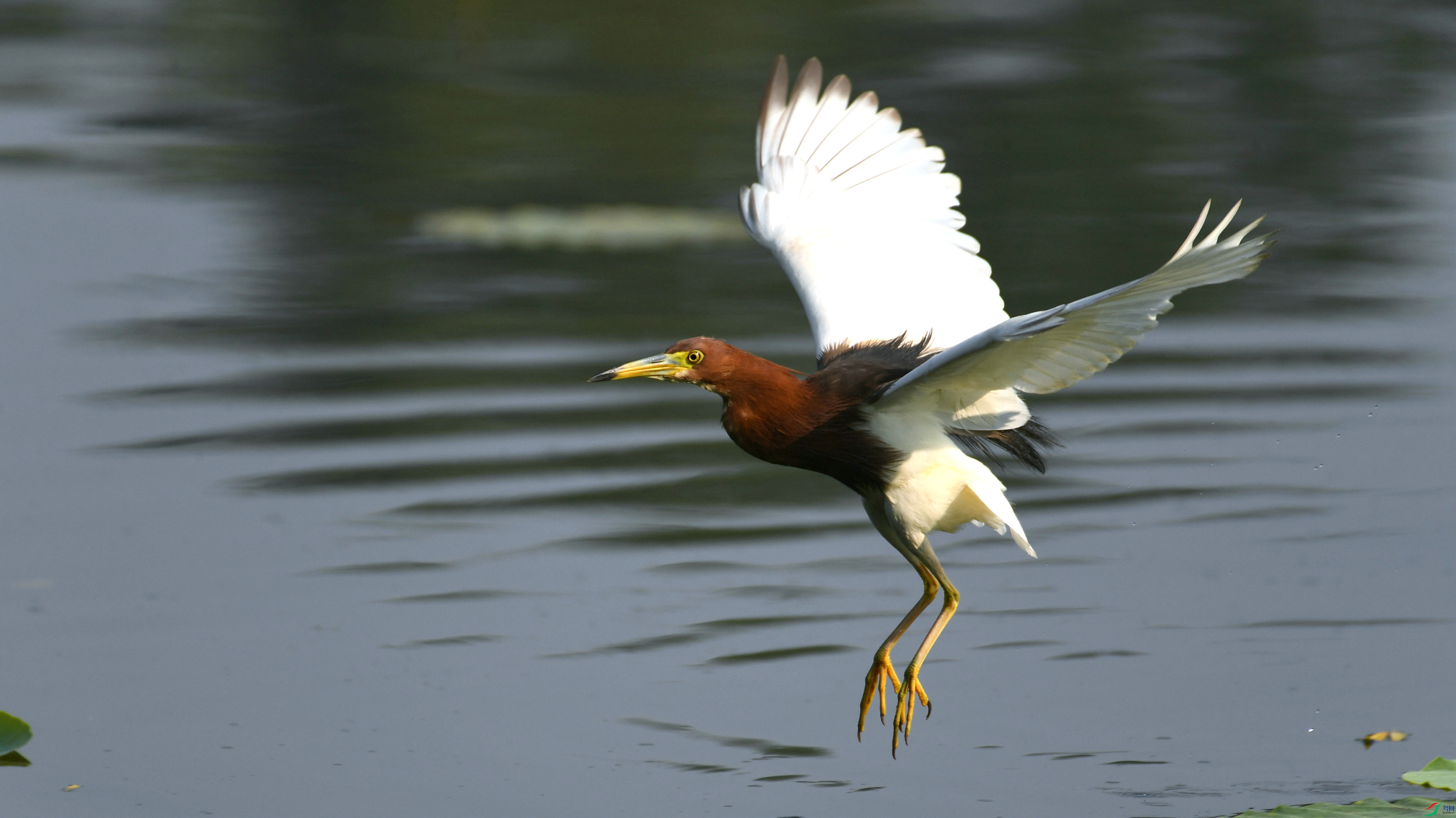 DSC_0185.JPG