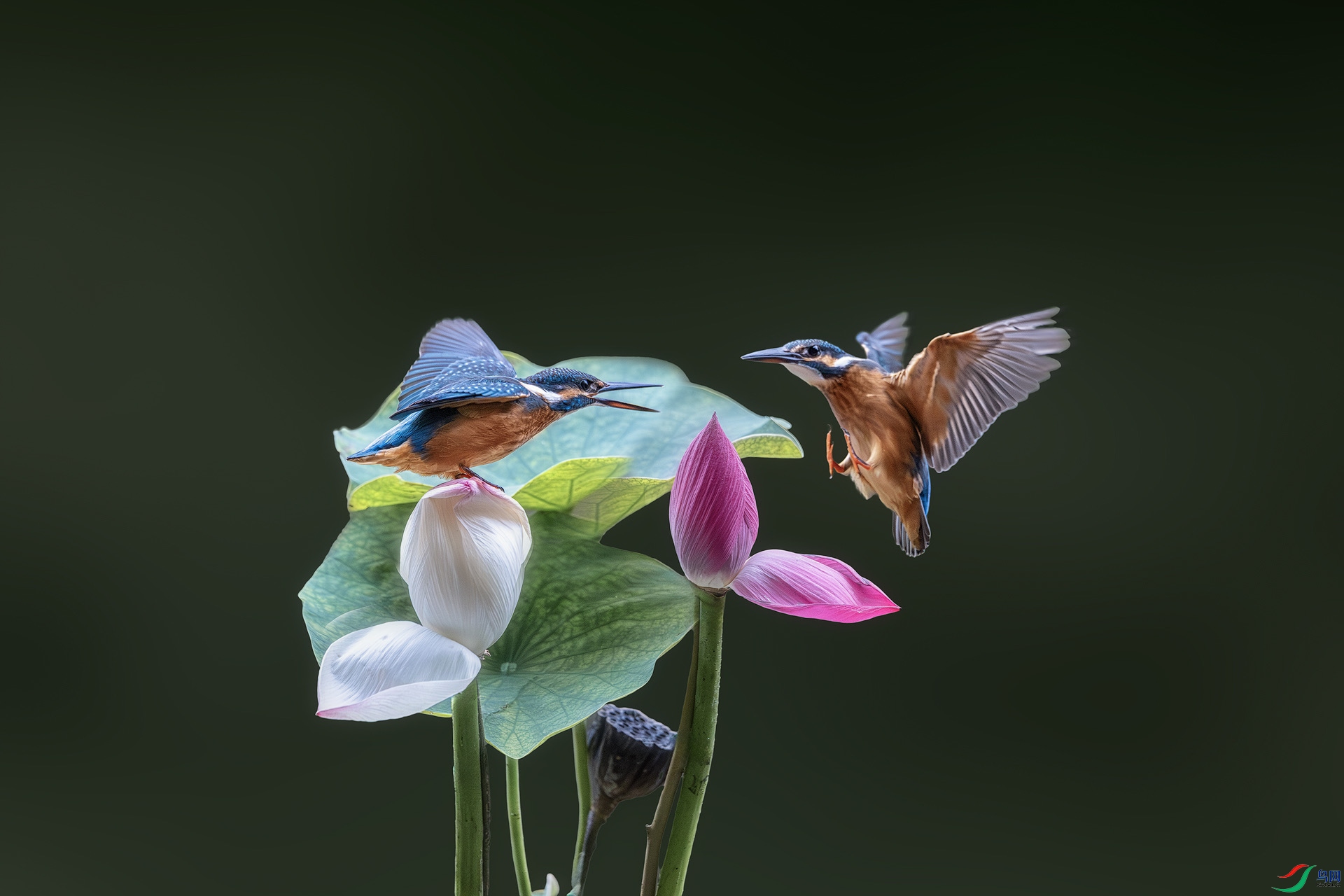 HQ2A0331 (2)-����anx.jpeg