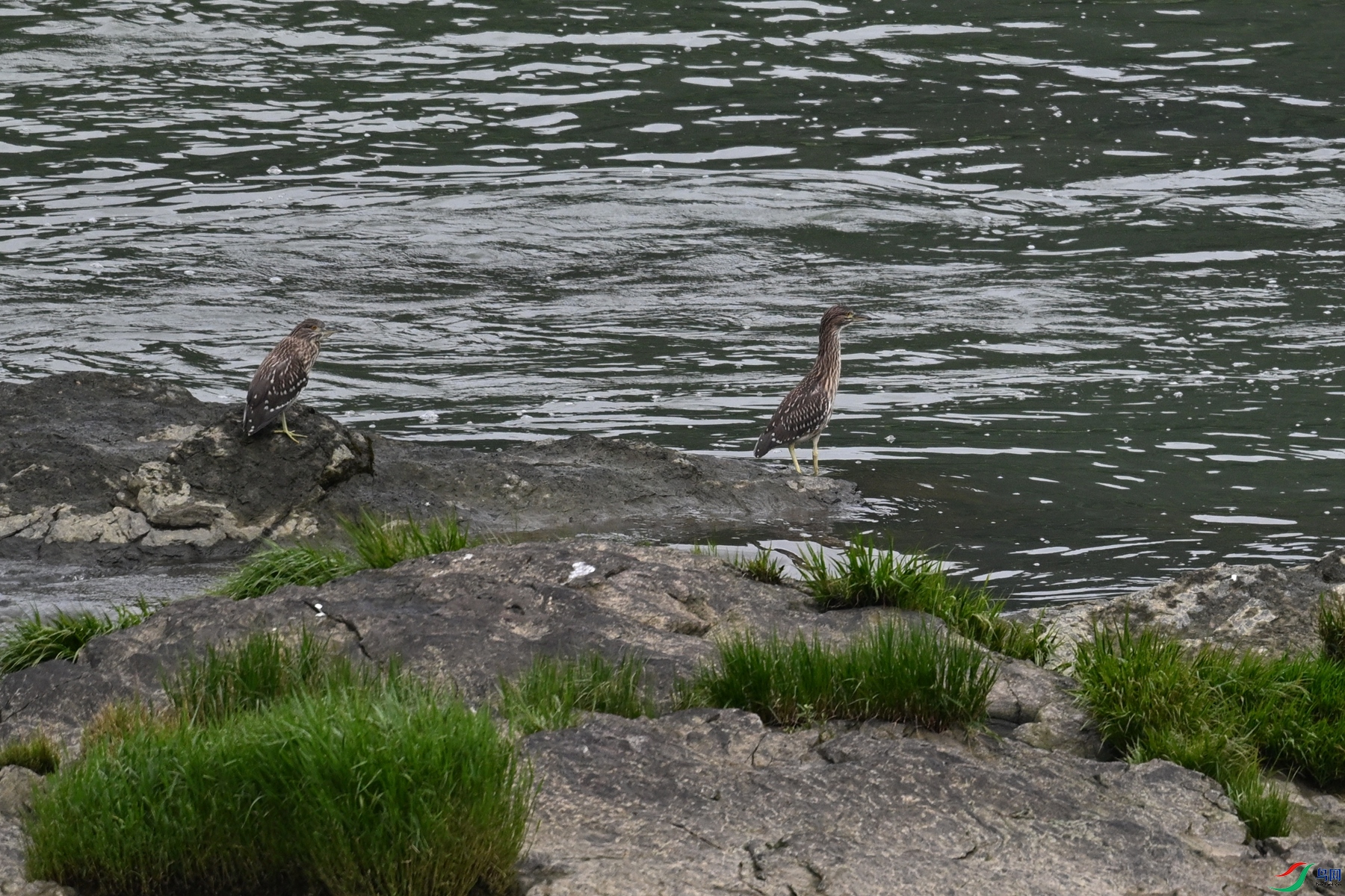 DSC_8491.JPG