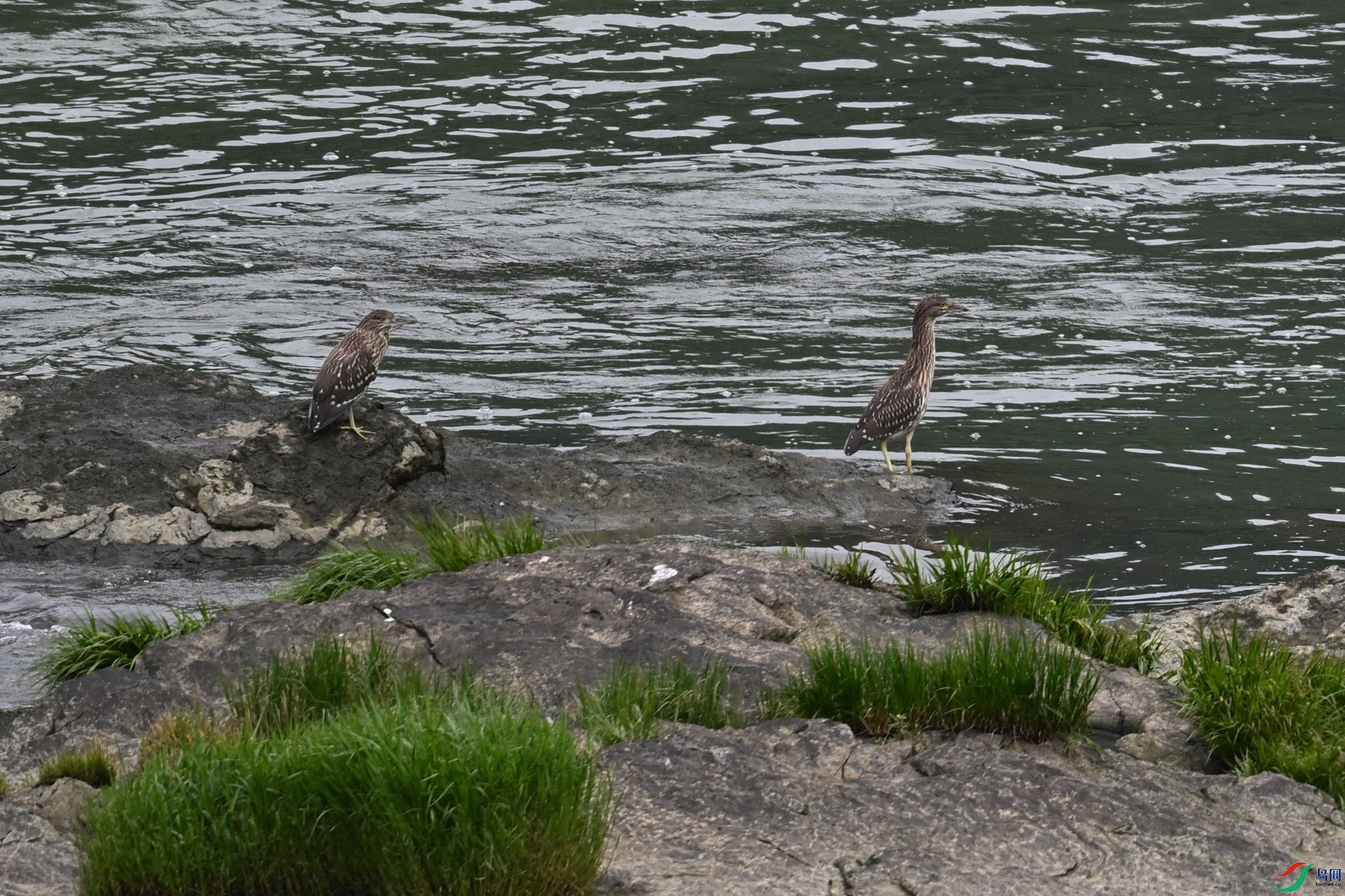 DSC_8493.JPG