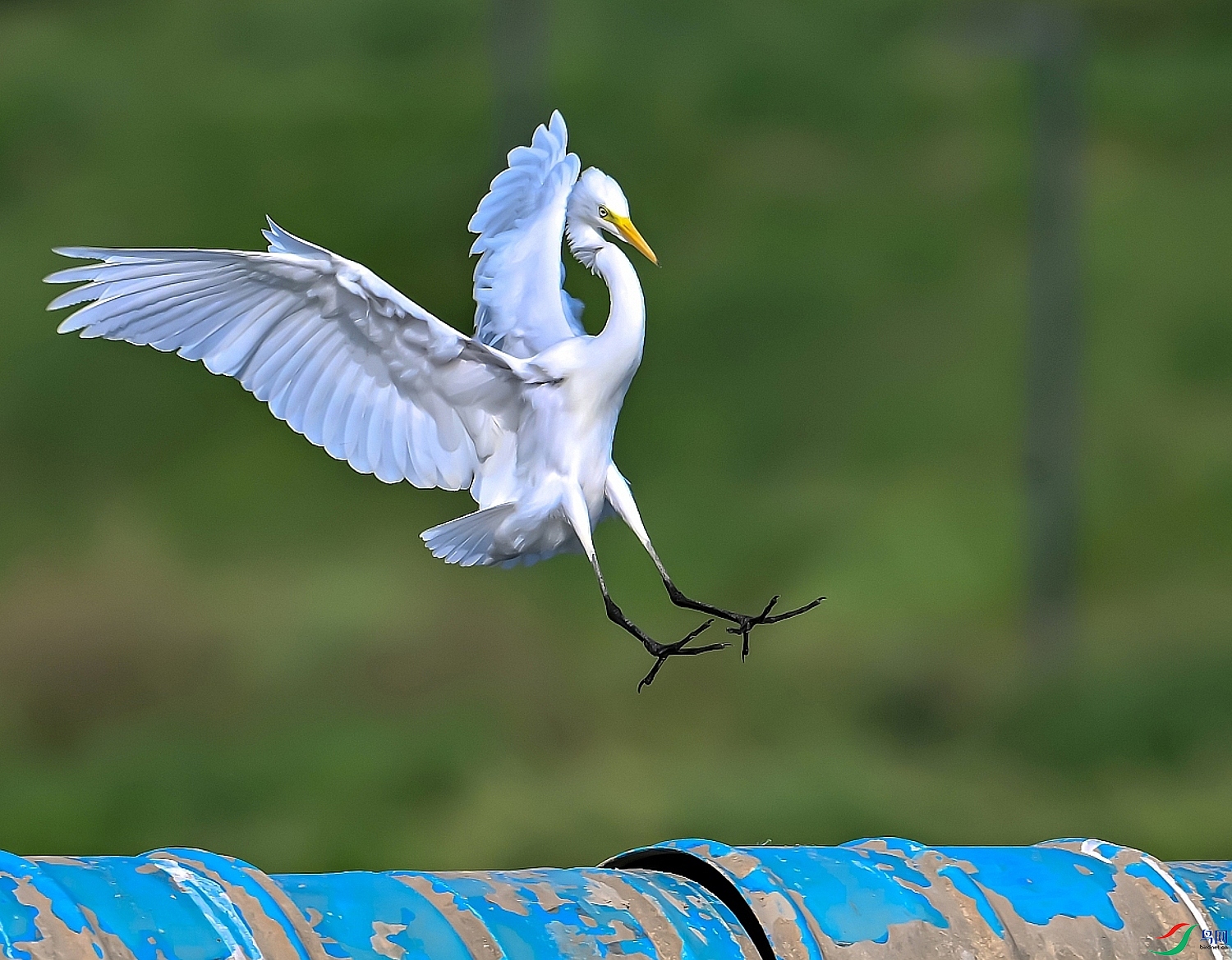 DSC_0981---_conew3.jpg