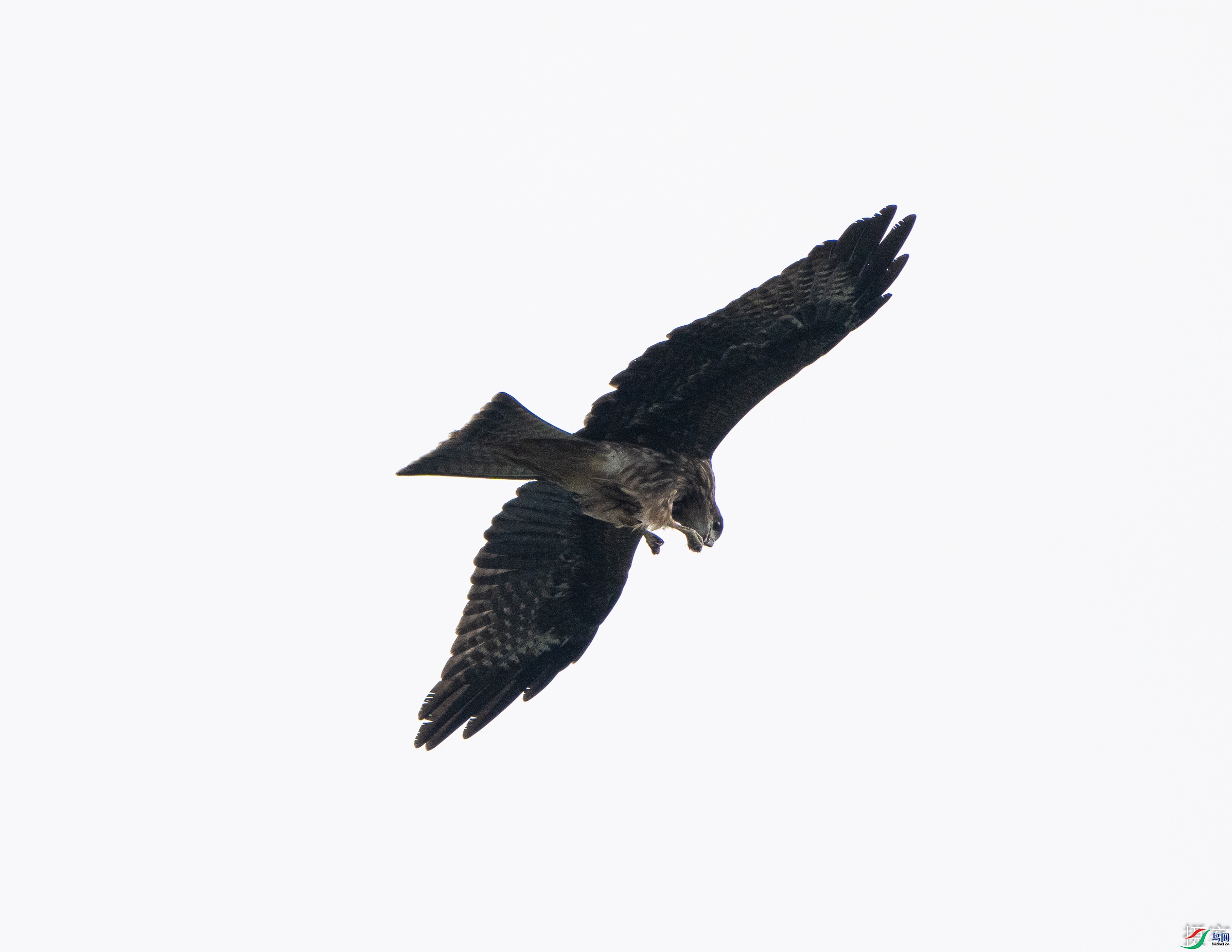 DSC05780-1.jpg