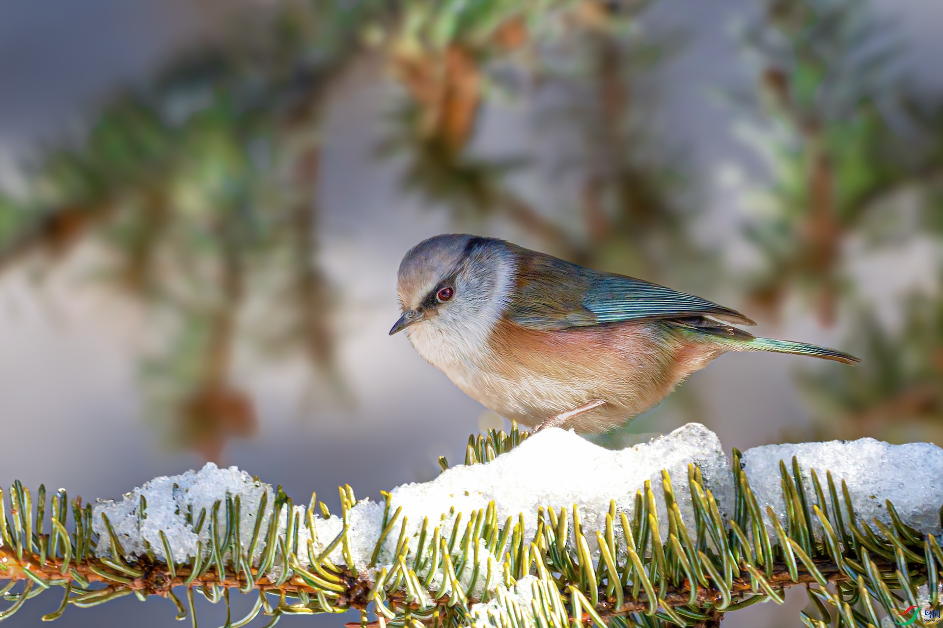 DSC_4937 ����.jpg