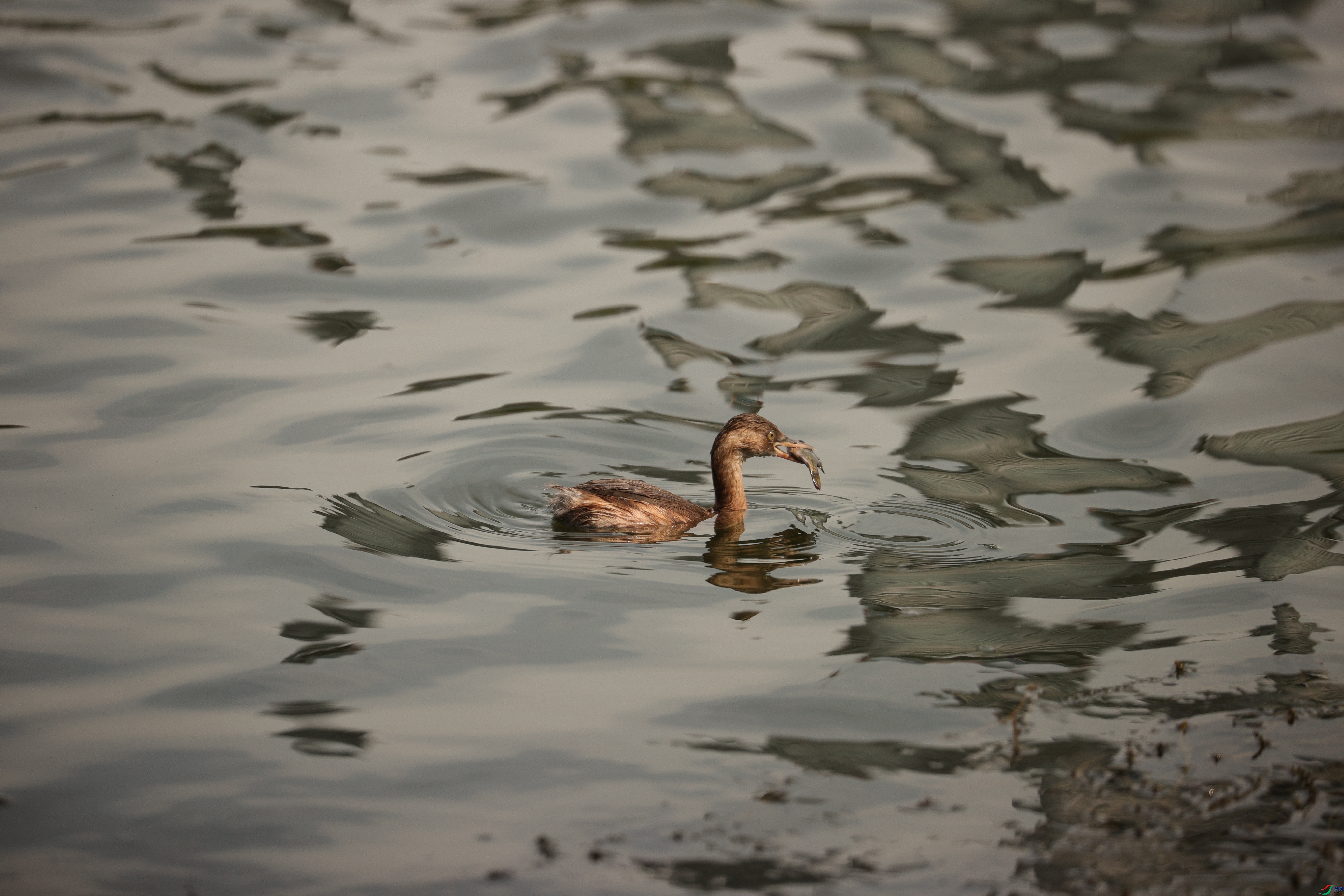 3602��ש����