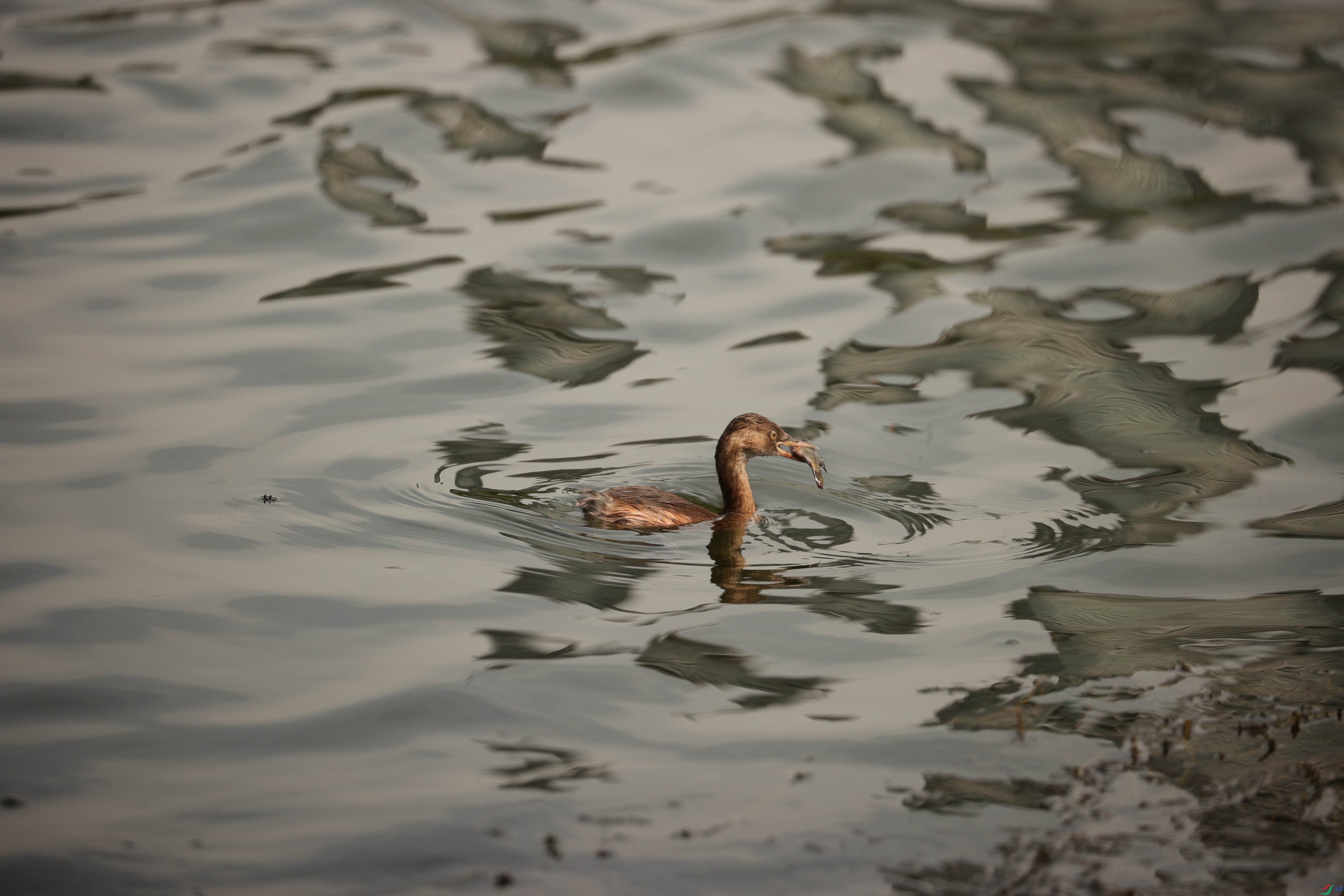 3605��ש����