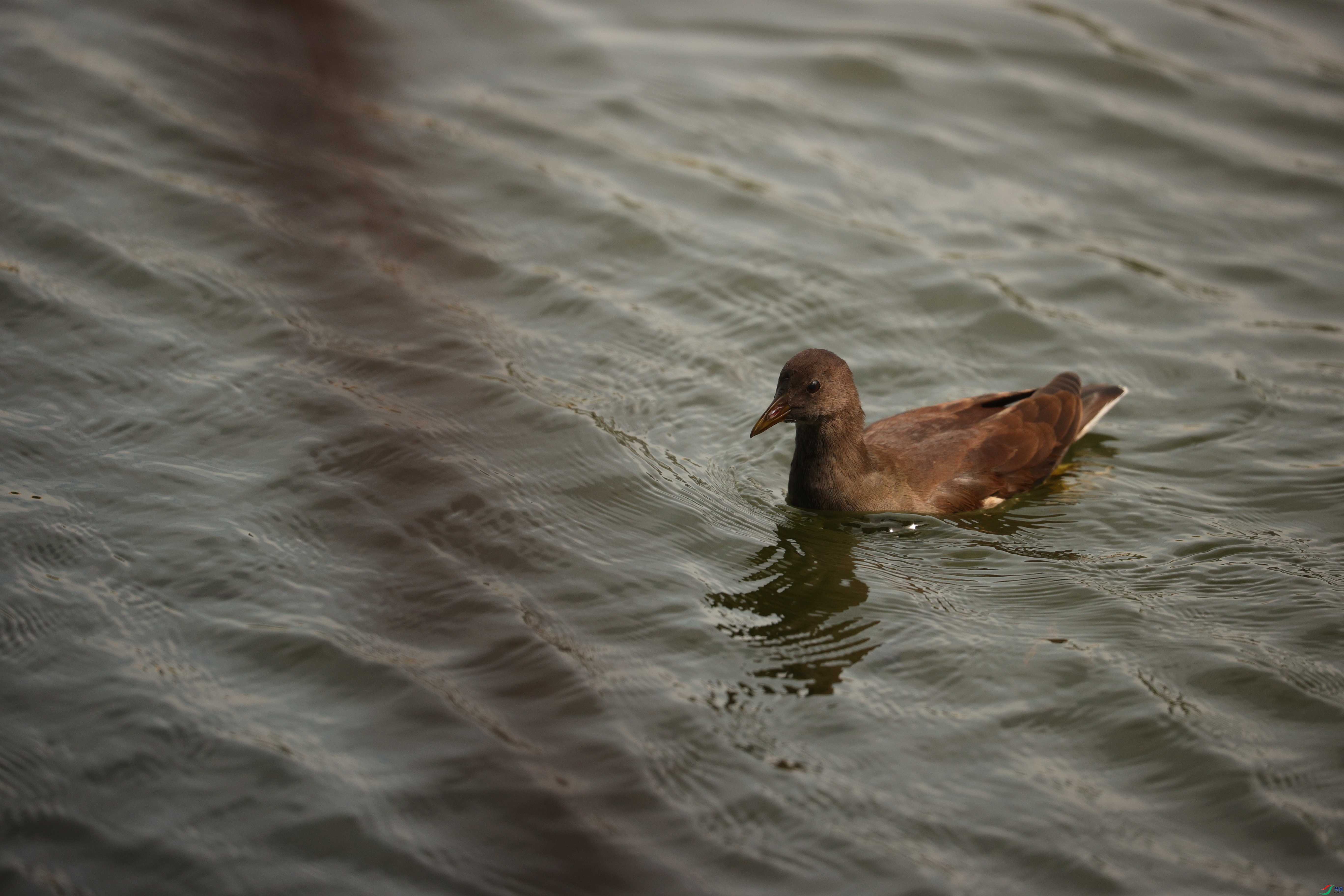 3610��ש����