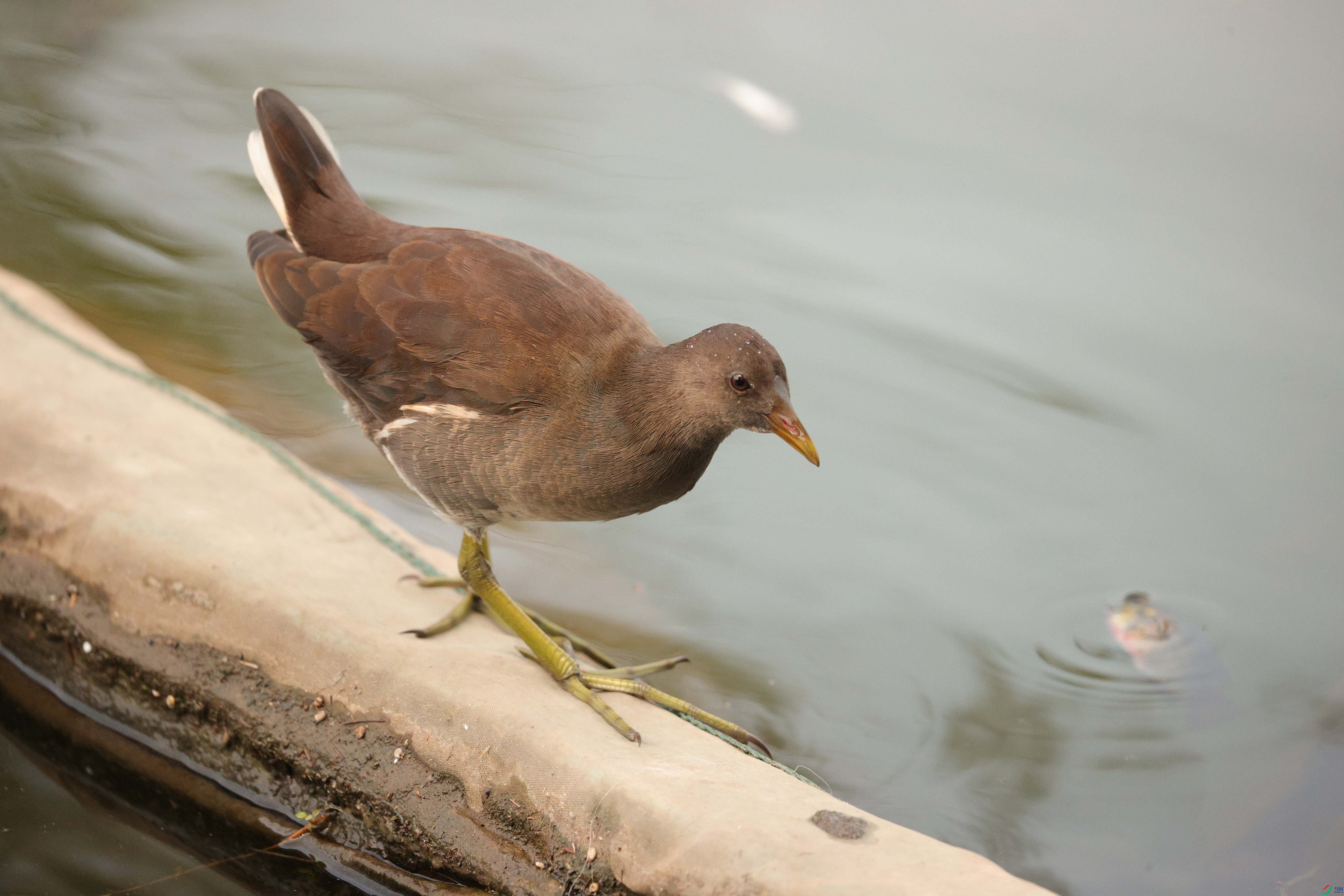 3622��ש����