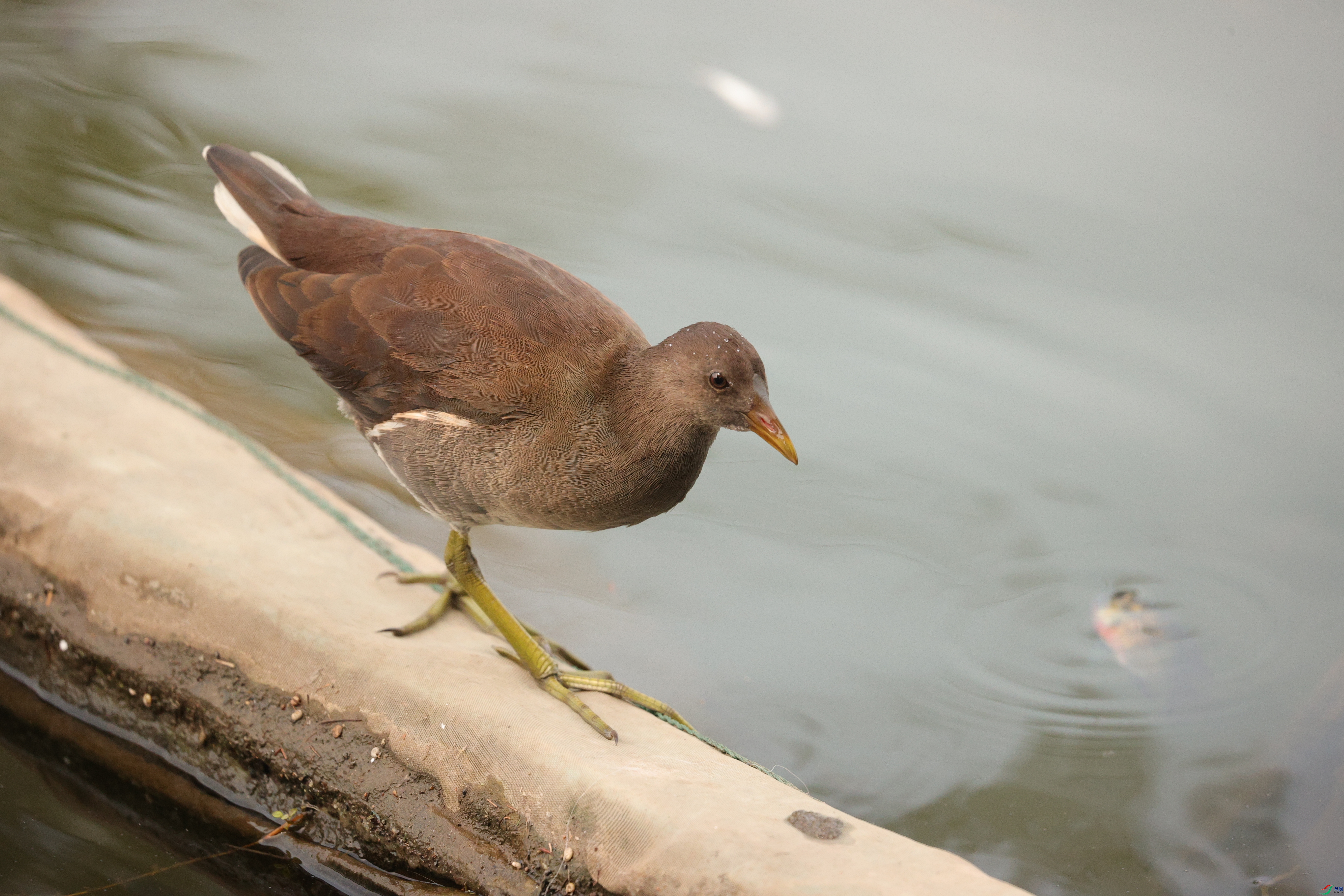 3624��ש����