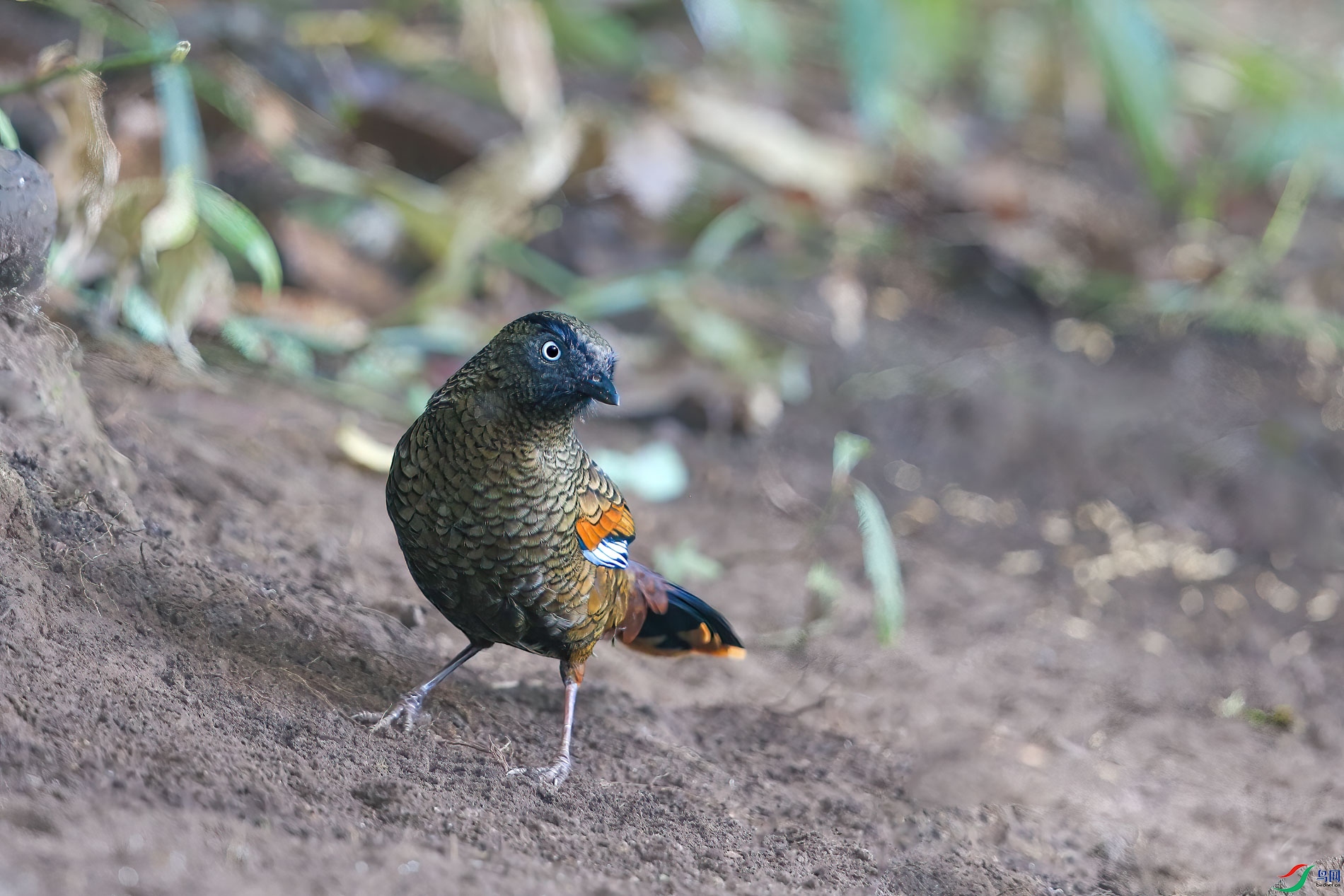 a_7268-1.jpg