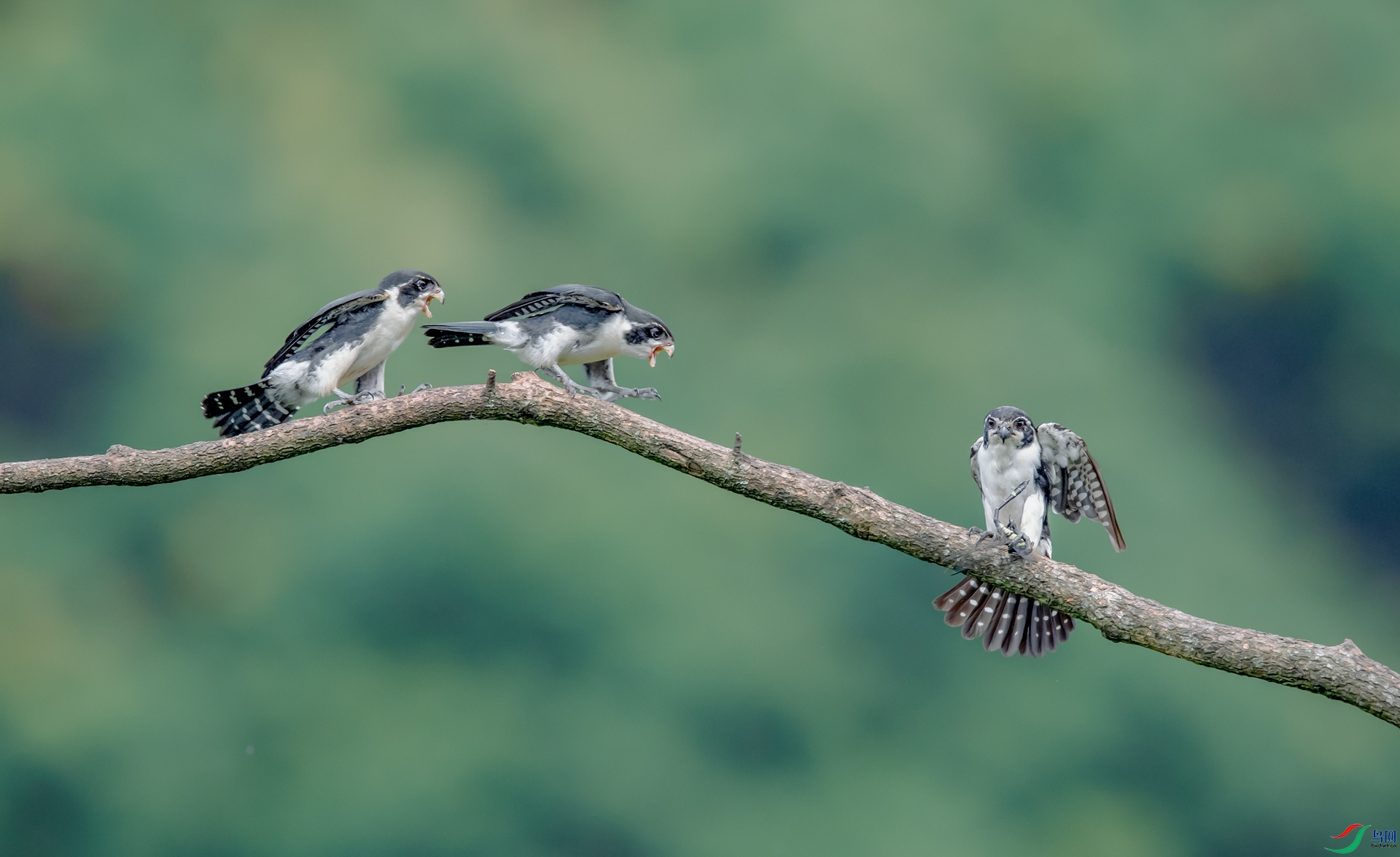 DSC_����С�� - ����.jpg