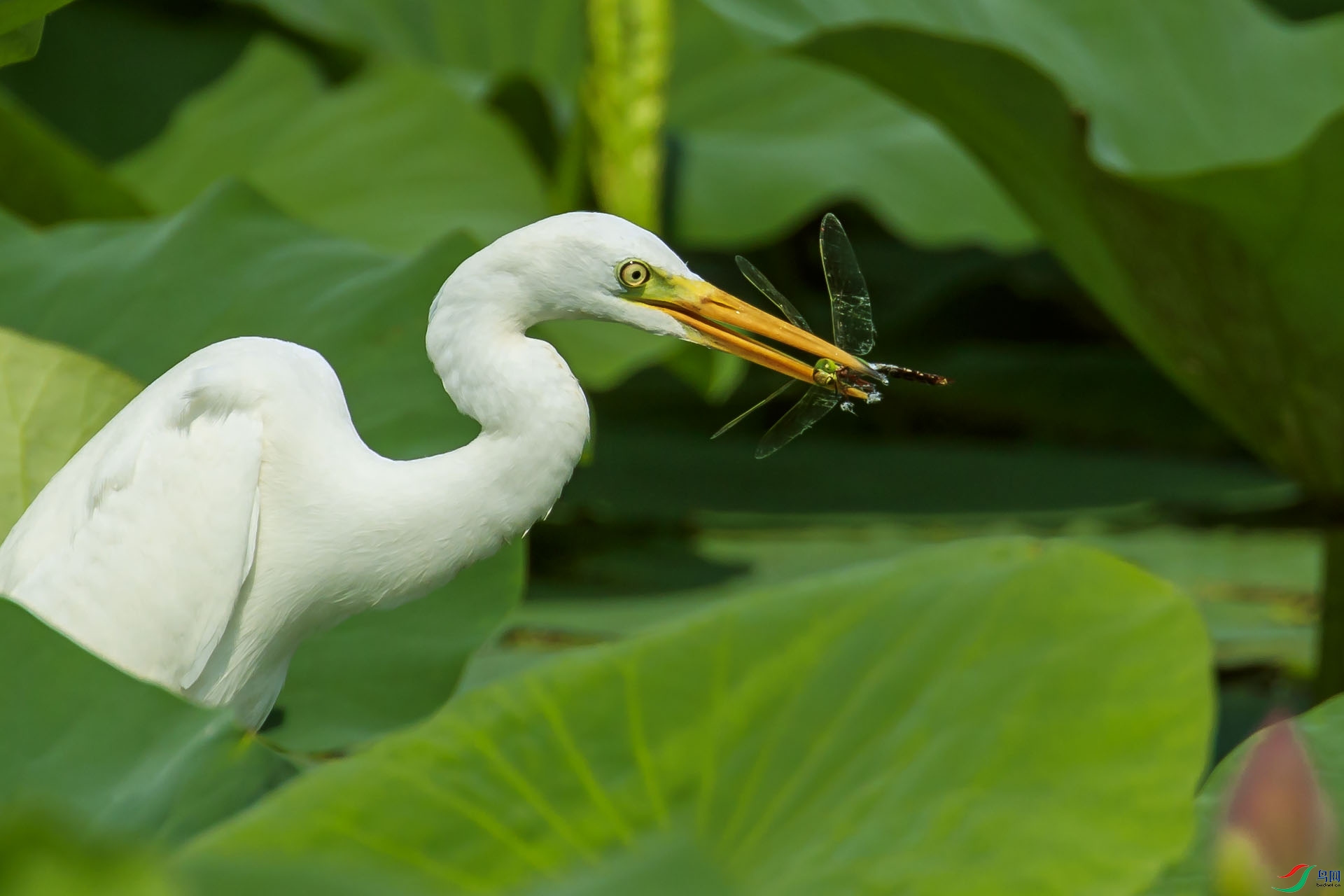 ���س�����