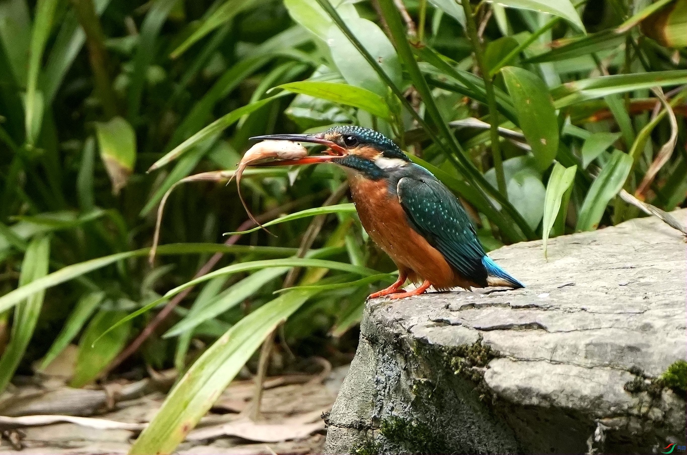 ʯ������DSC01828_����.jpg