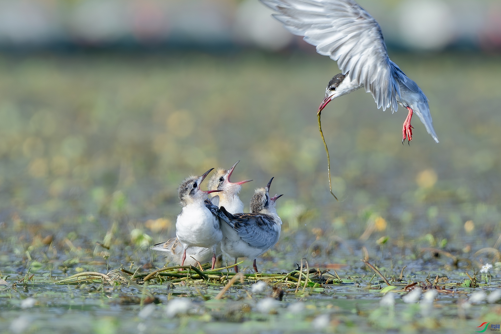 DSC_5117-����ǿ-NR ����.jpg