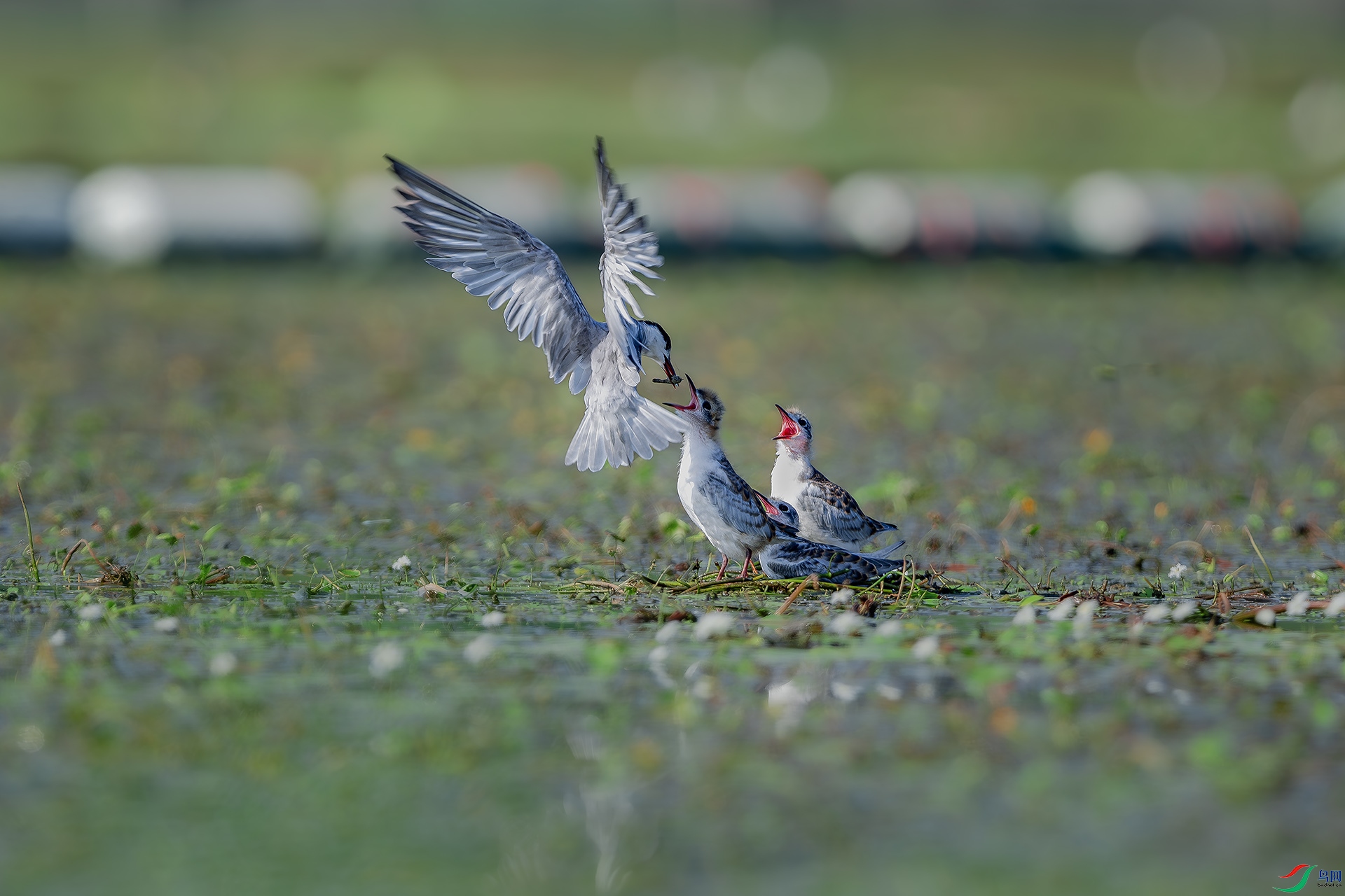 DSC_5466-����ǿ-NR ����.jpg