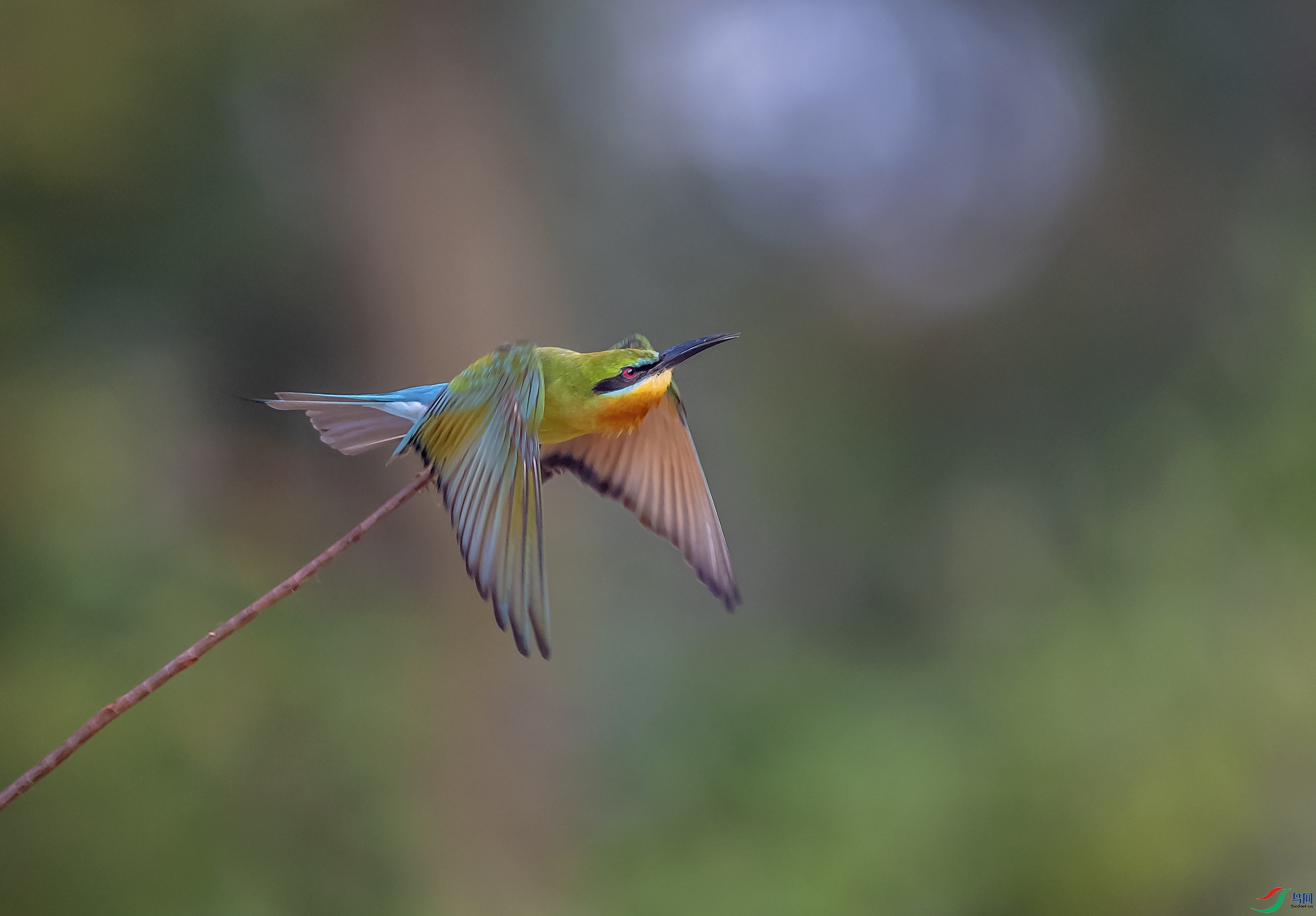 DSC_7107a.jpg