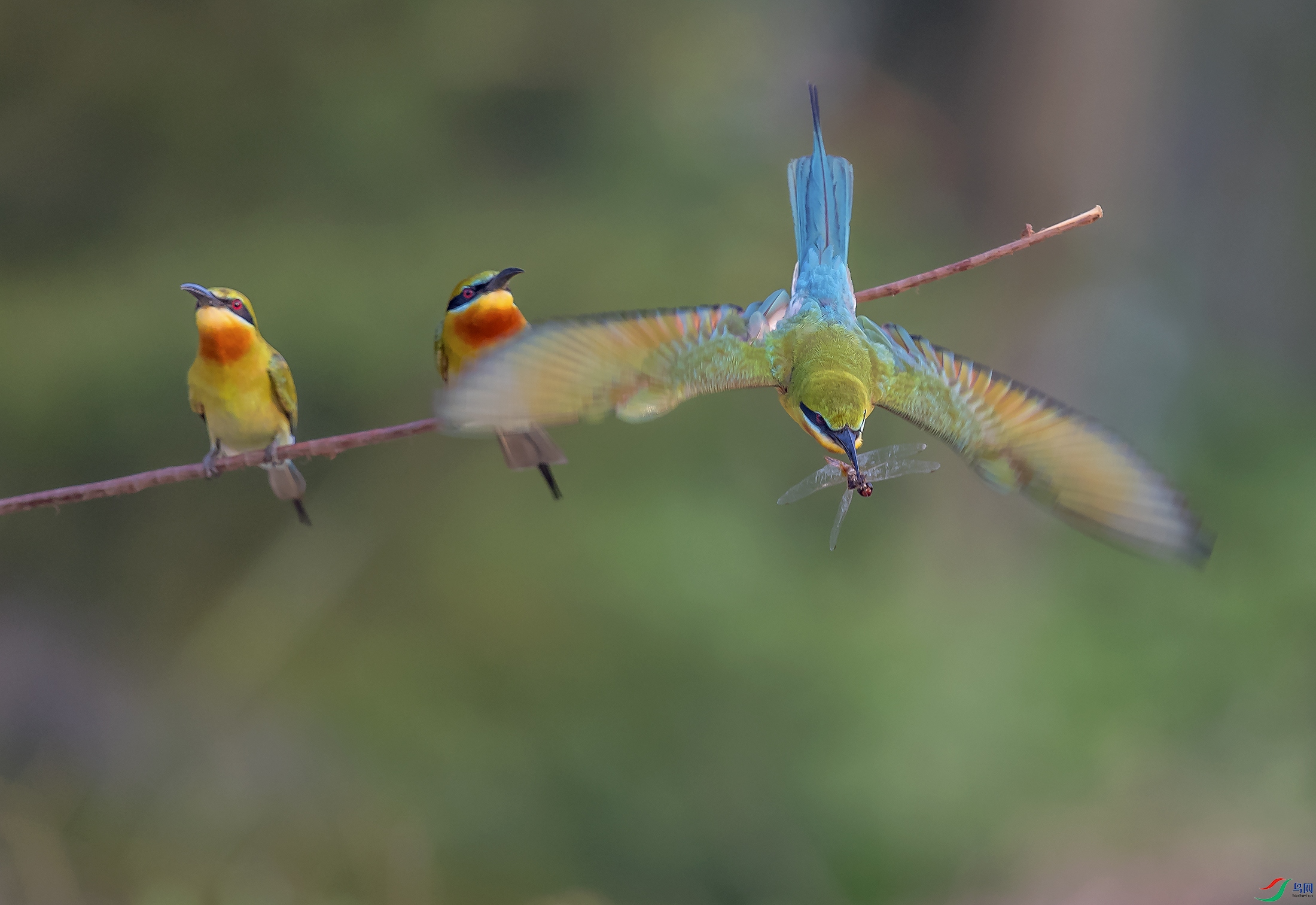 DSC_7543a.jpg