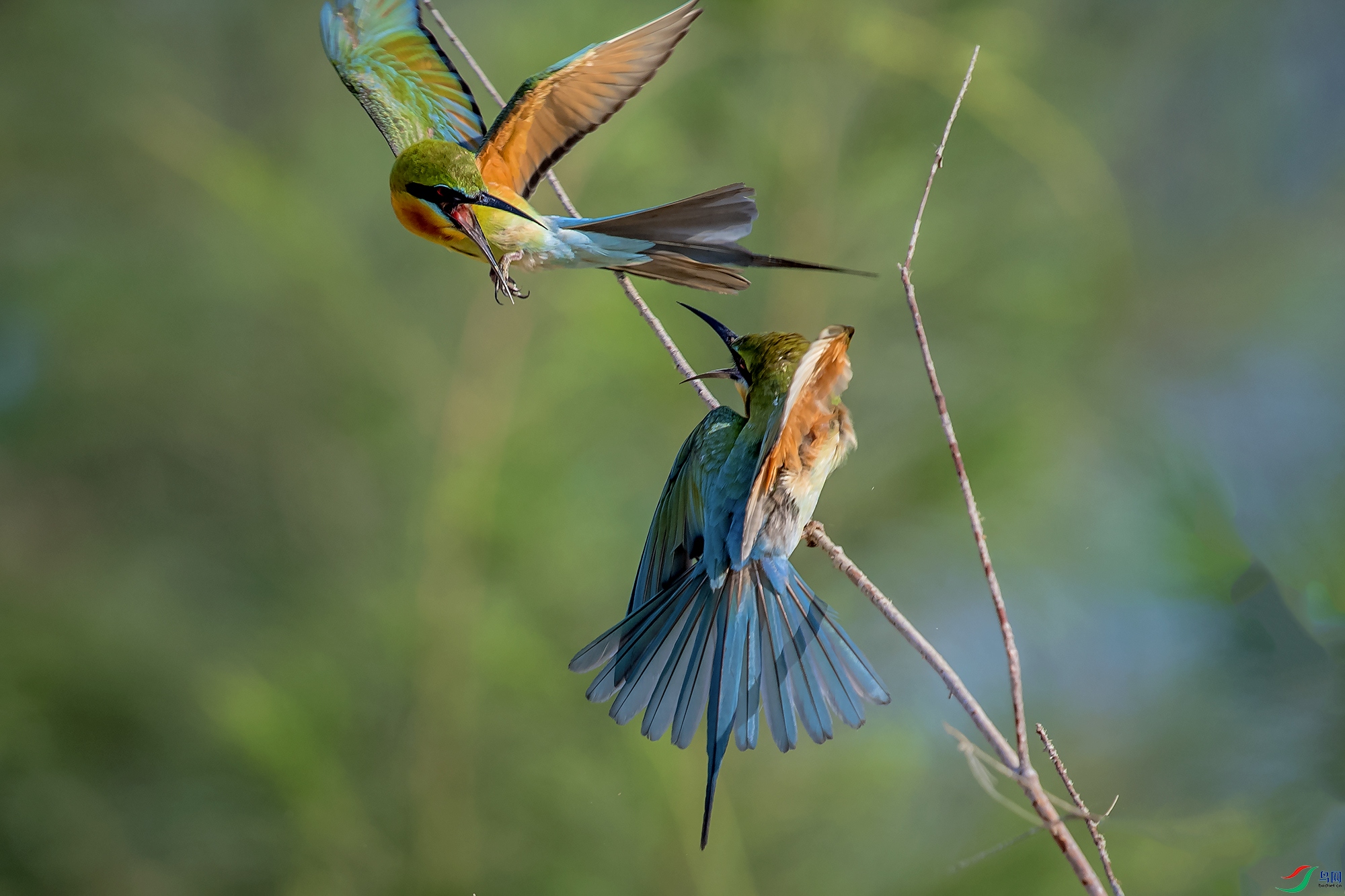 DSC_8974a.jpg
