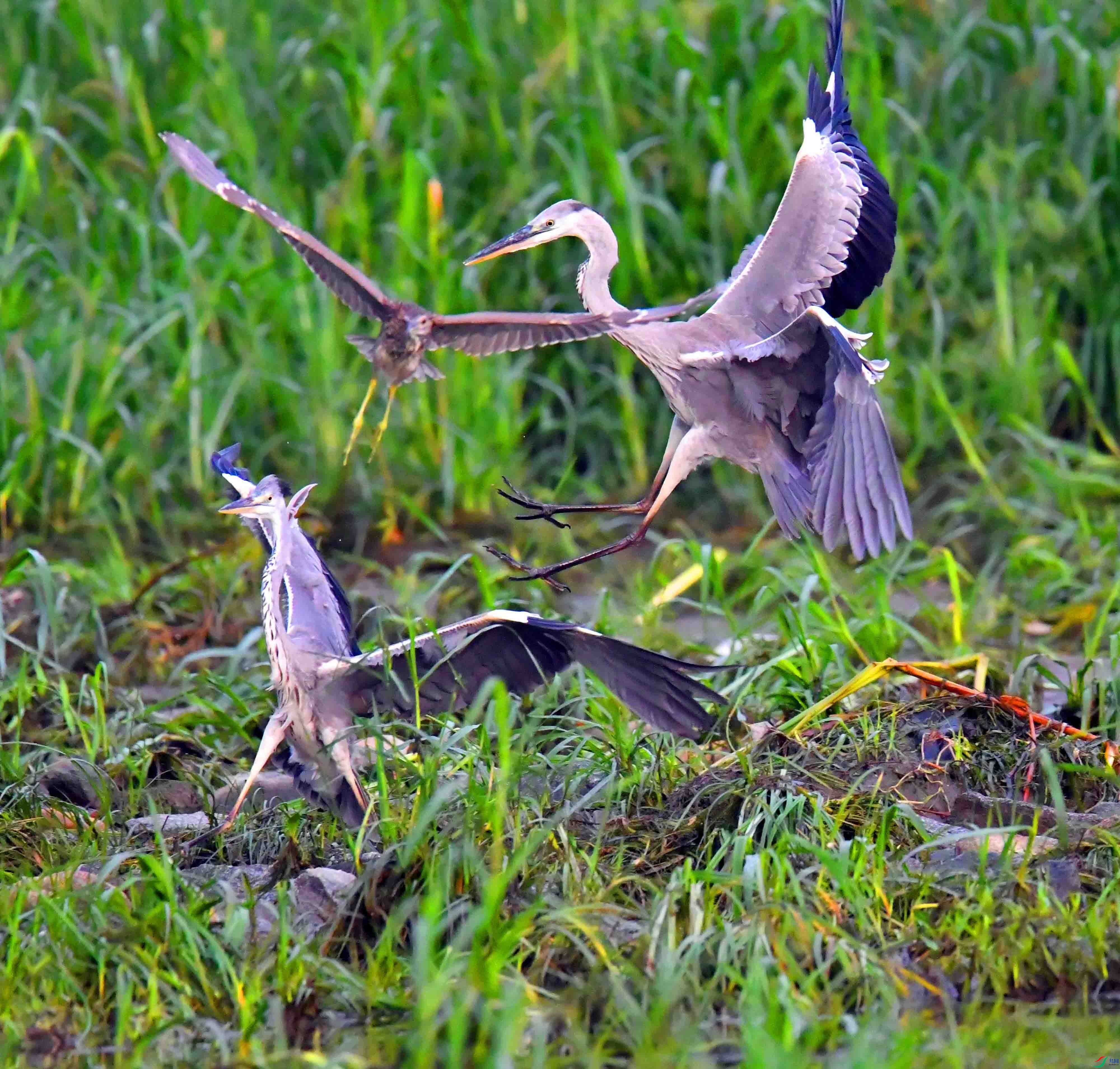 DSC_0620.JPG