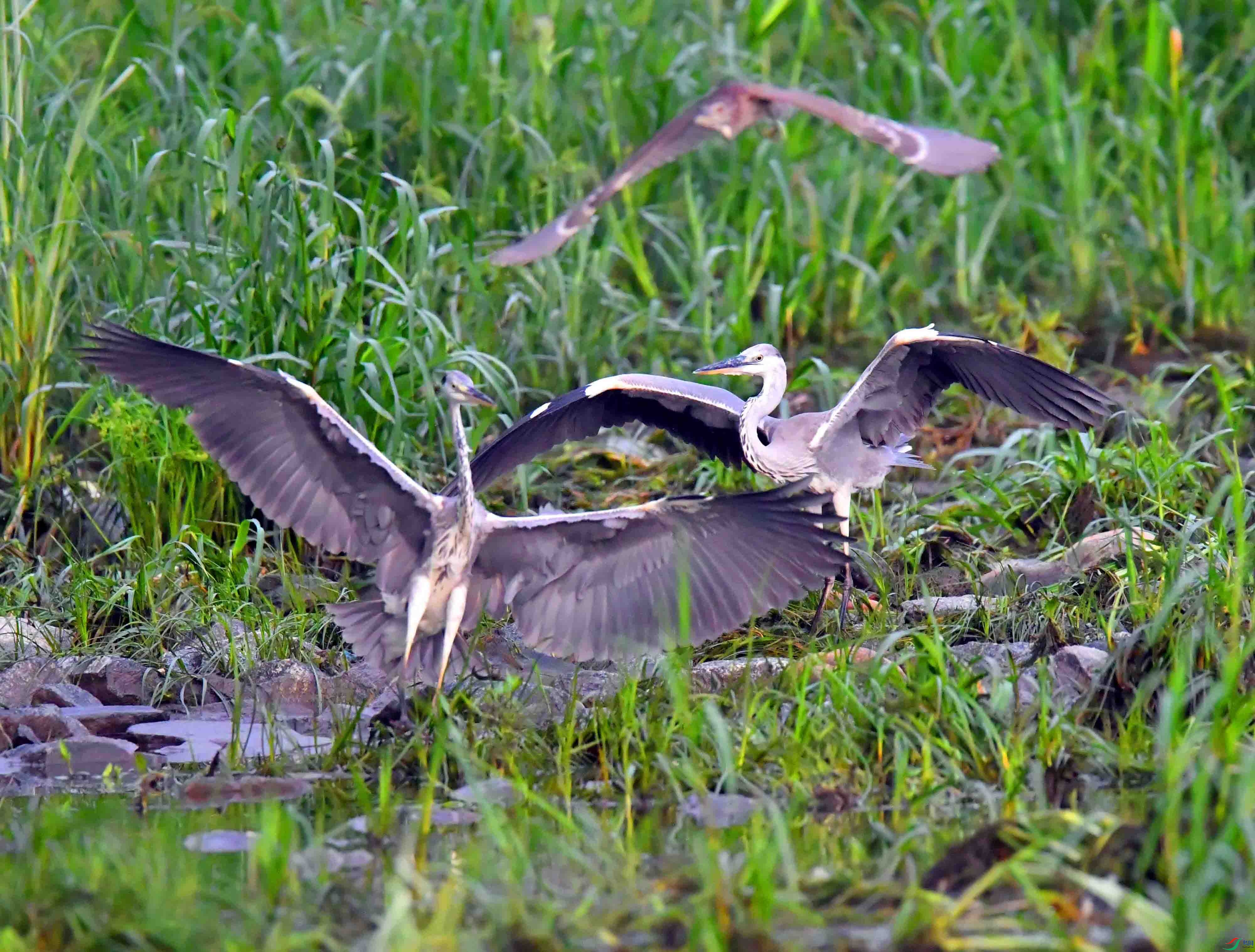 DSC_0622.JPG