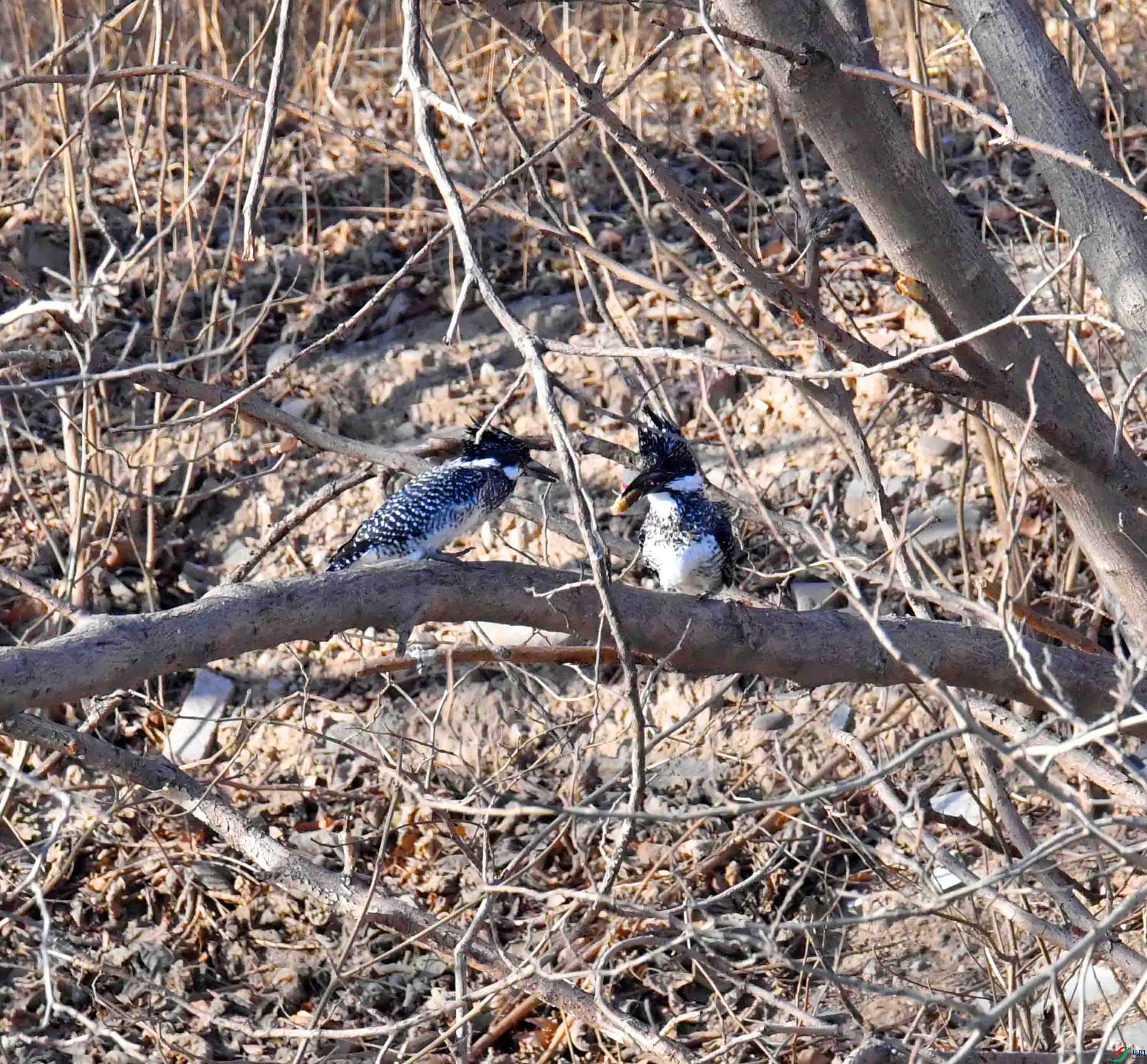 DSC_9752.JPG