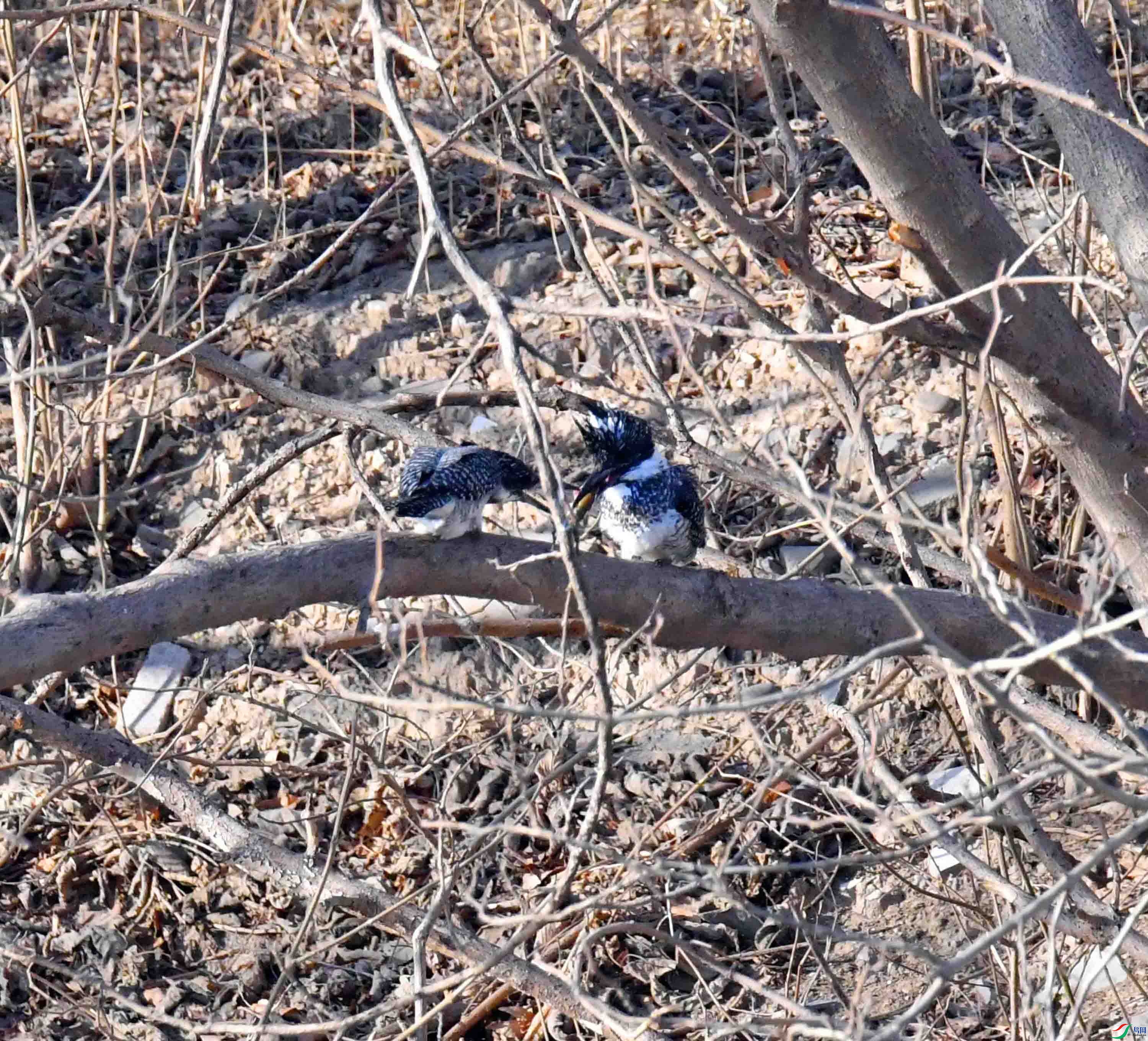 DSC_9758.JPG