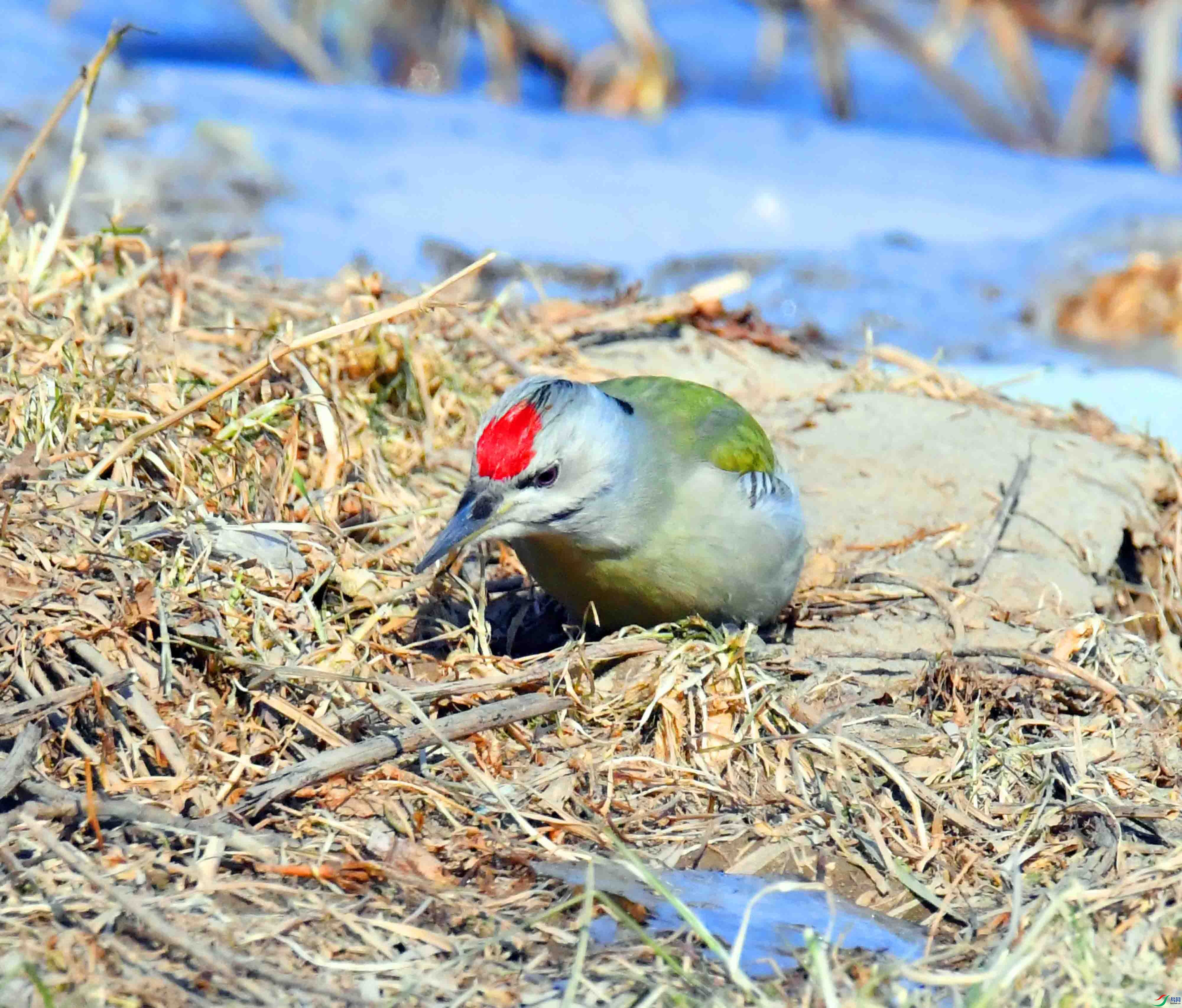 DSC_1717.JPG