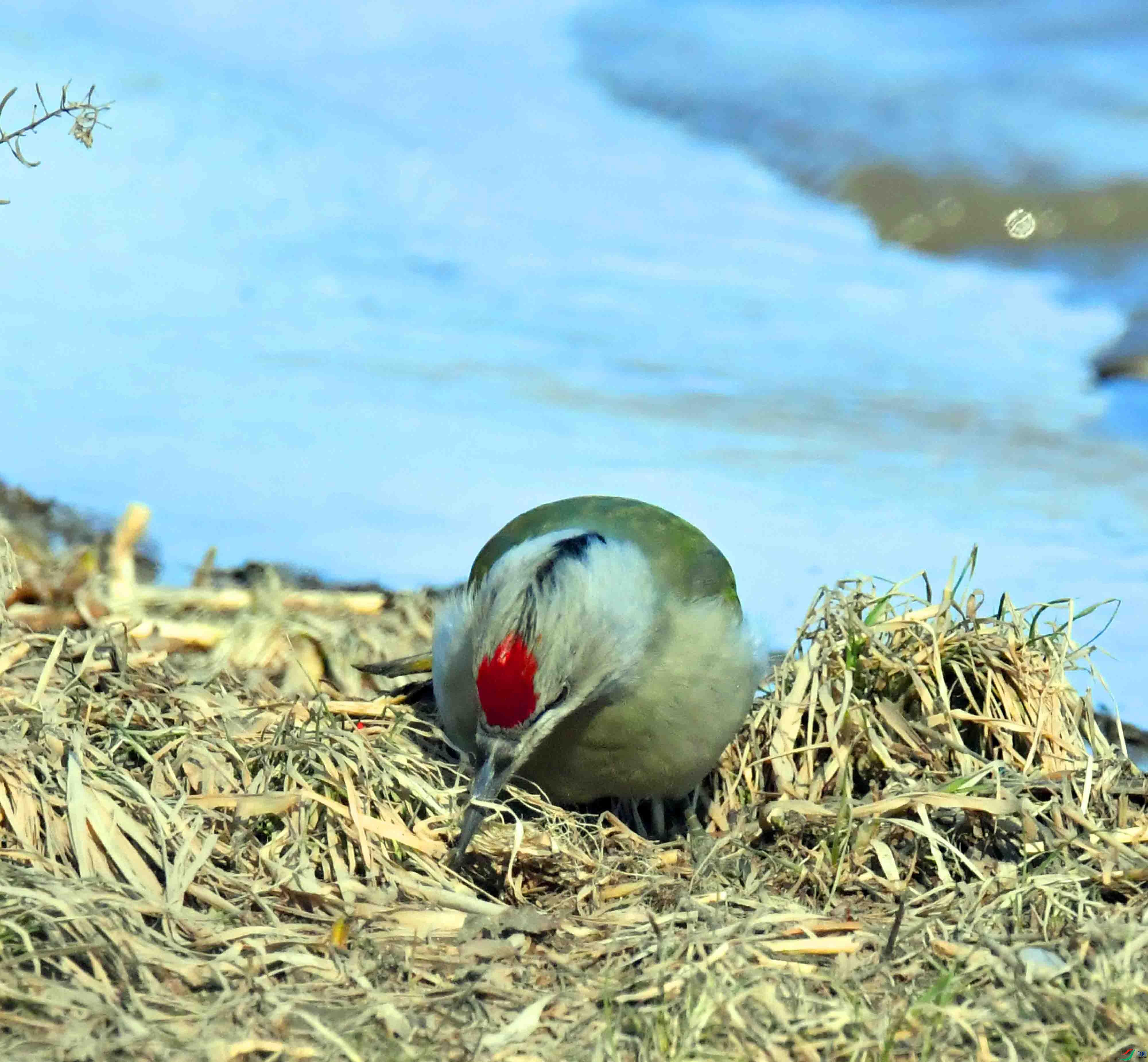 DSC_1743.JPG