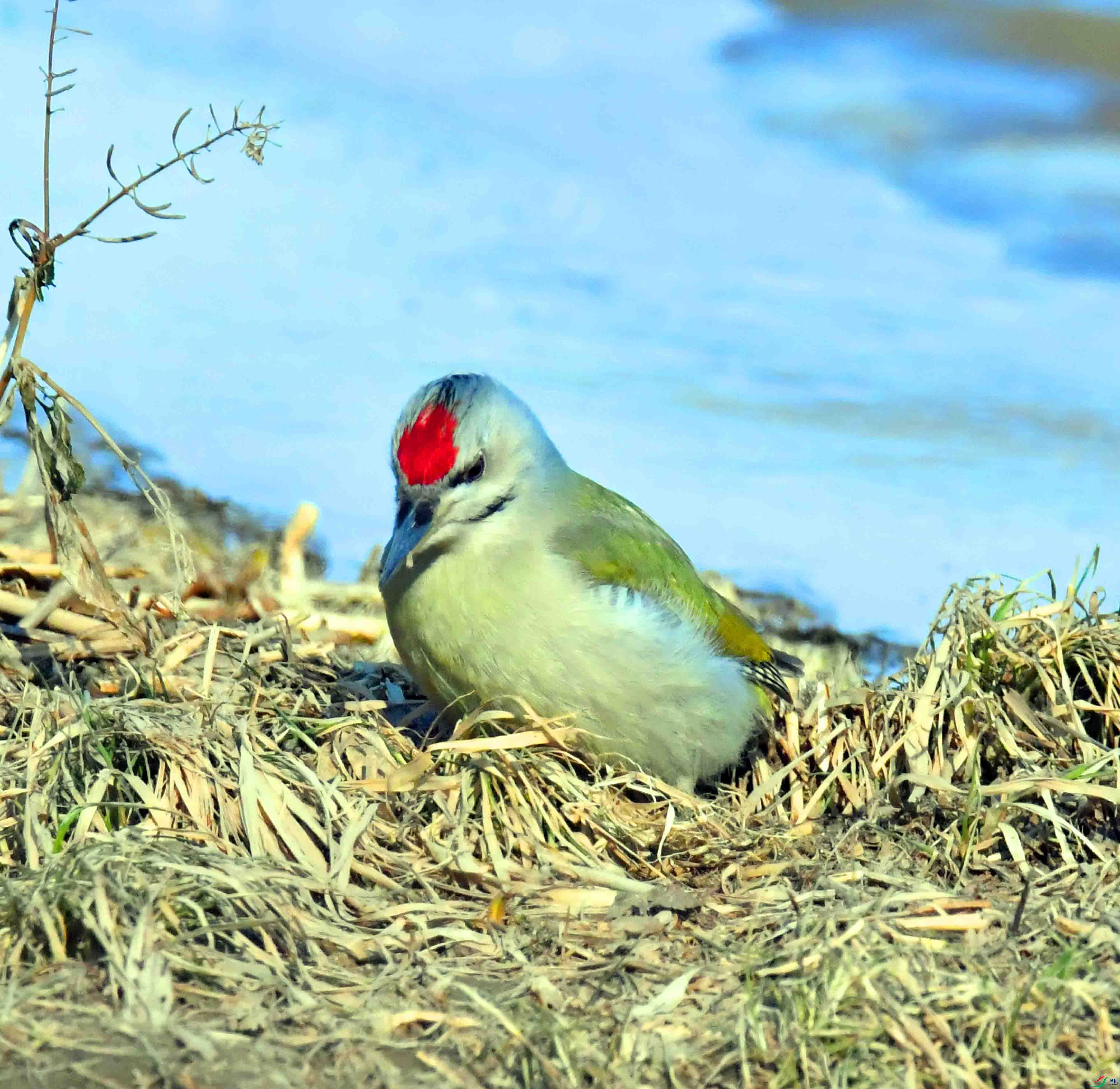 DSC_1749.JPG