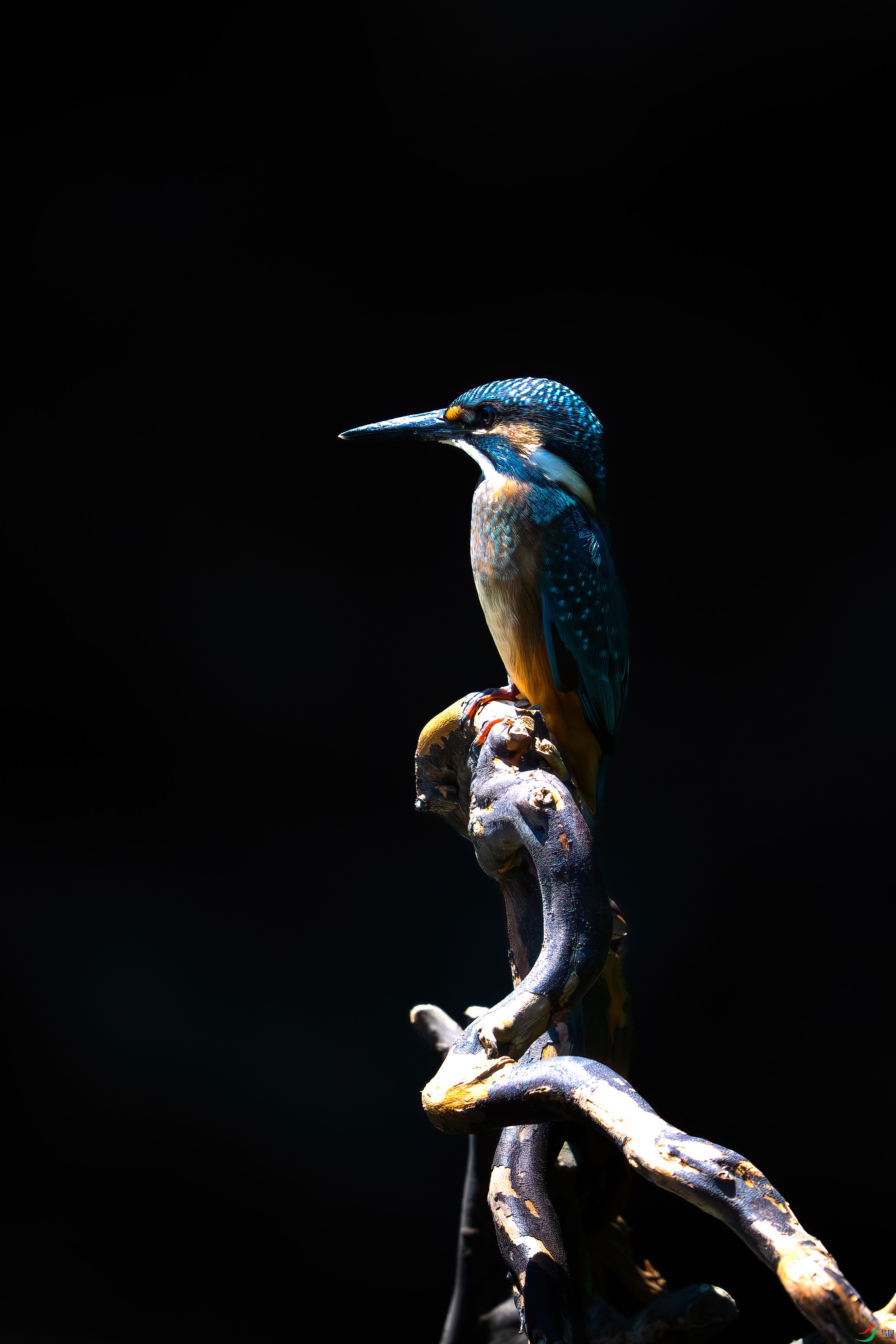 _DSC4378.jpg