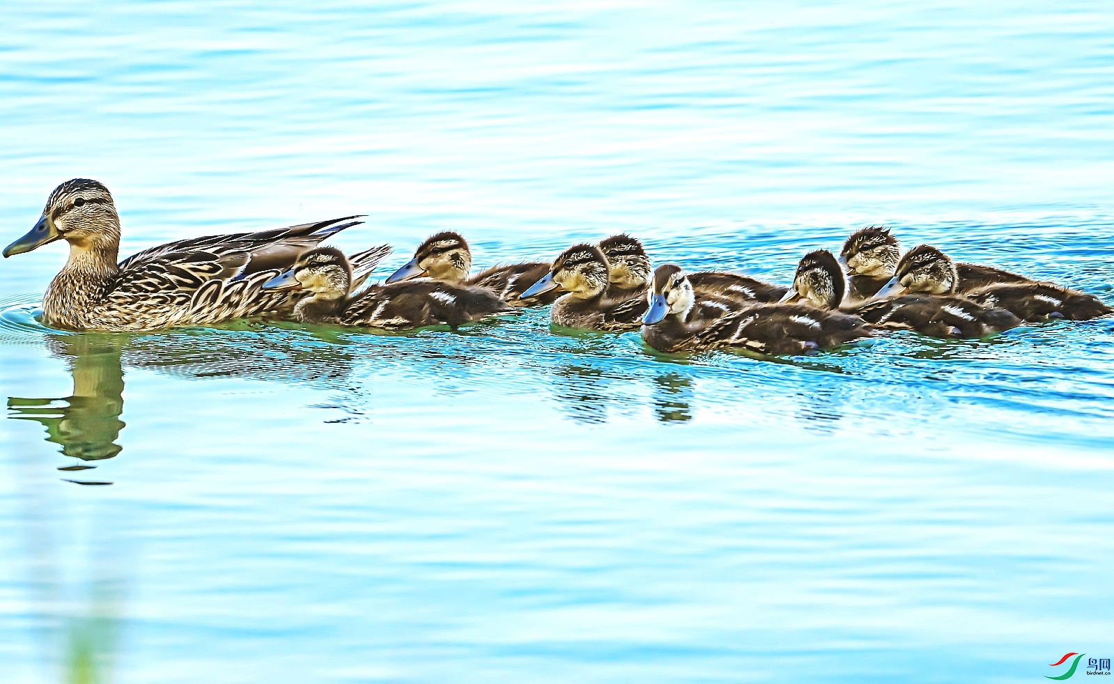 DSC_5791---_conew1.jpg