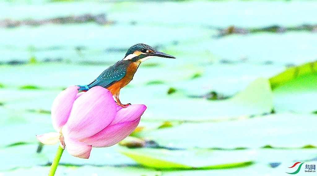 DSC_0387.JPG