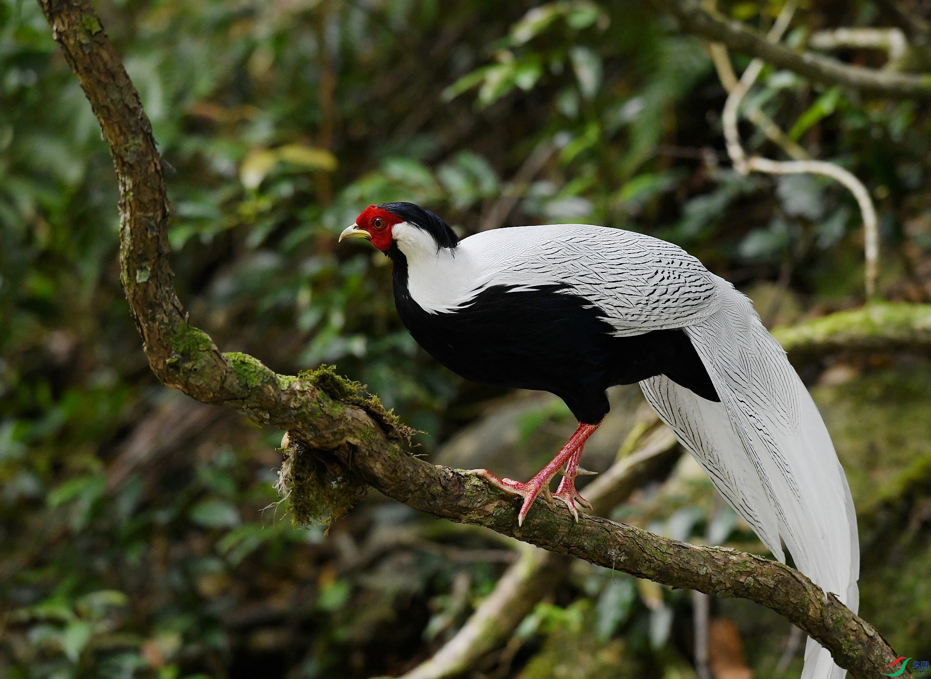 DSC_2701.jpg
