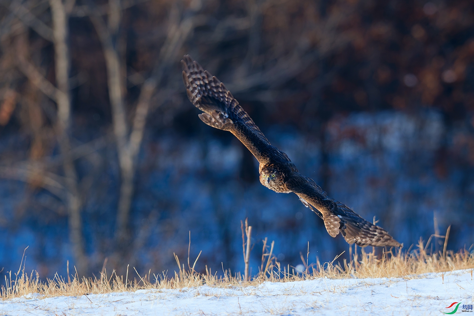 DSC_3796_DxO_DxOa.jpg