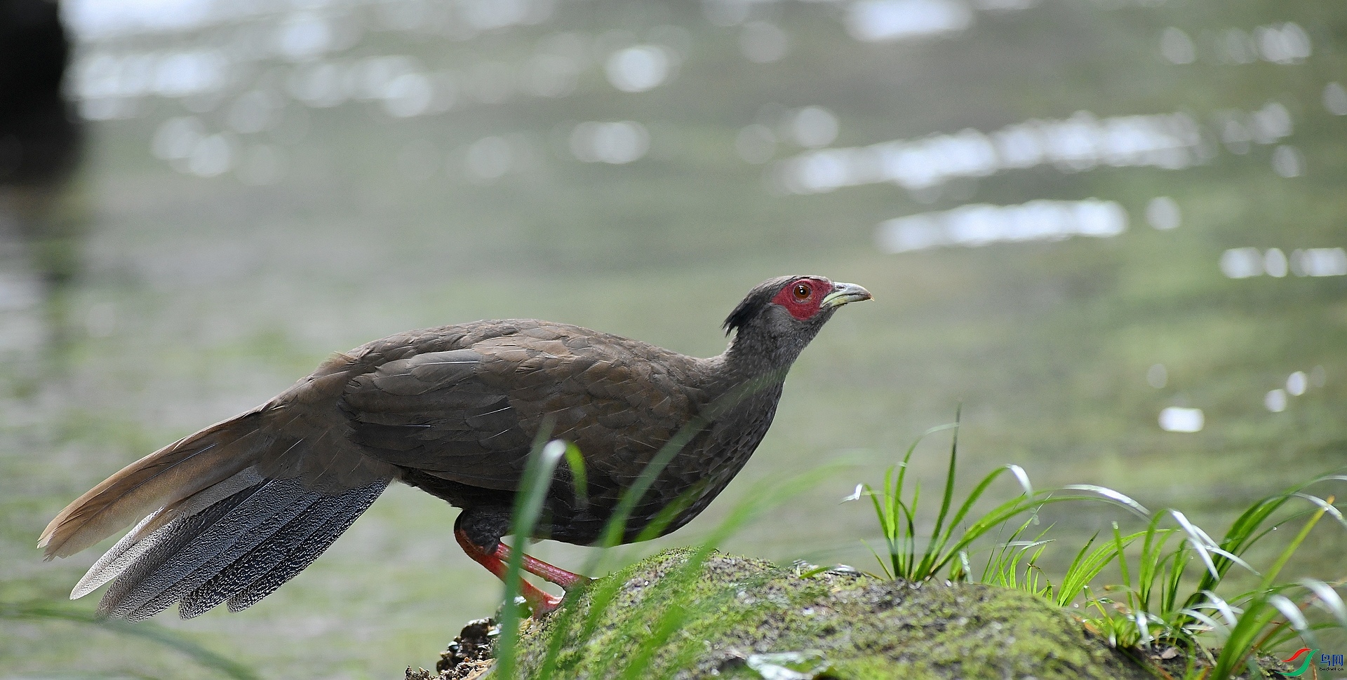 DSC_6017.jpg