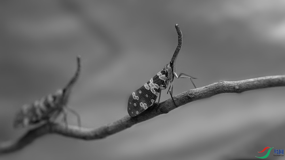 DSC_6296.JPG