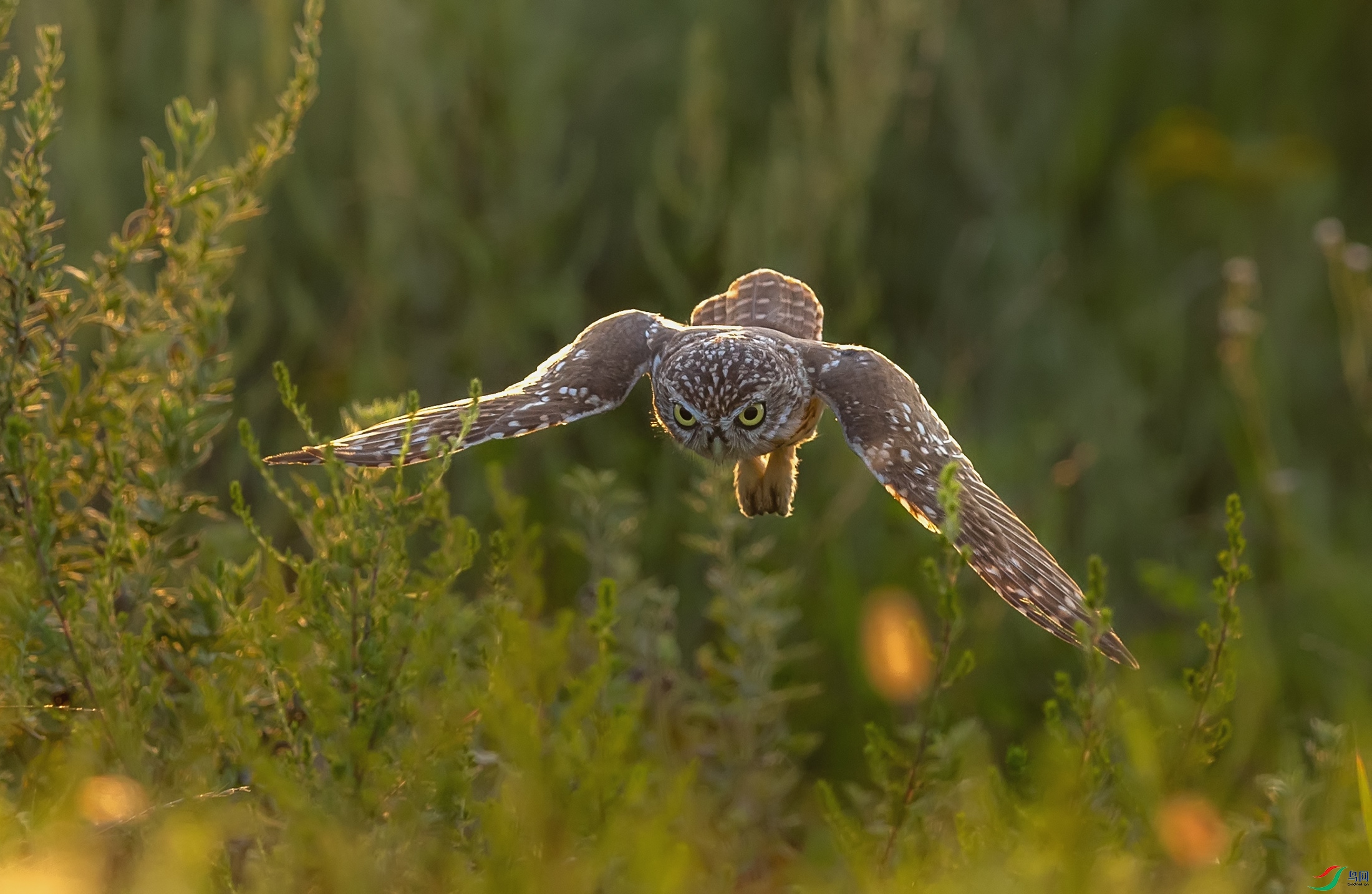 ���Ƹ�С�^