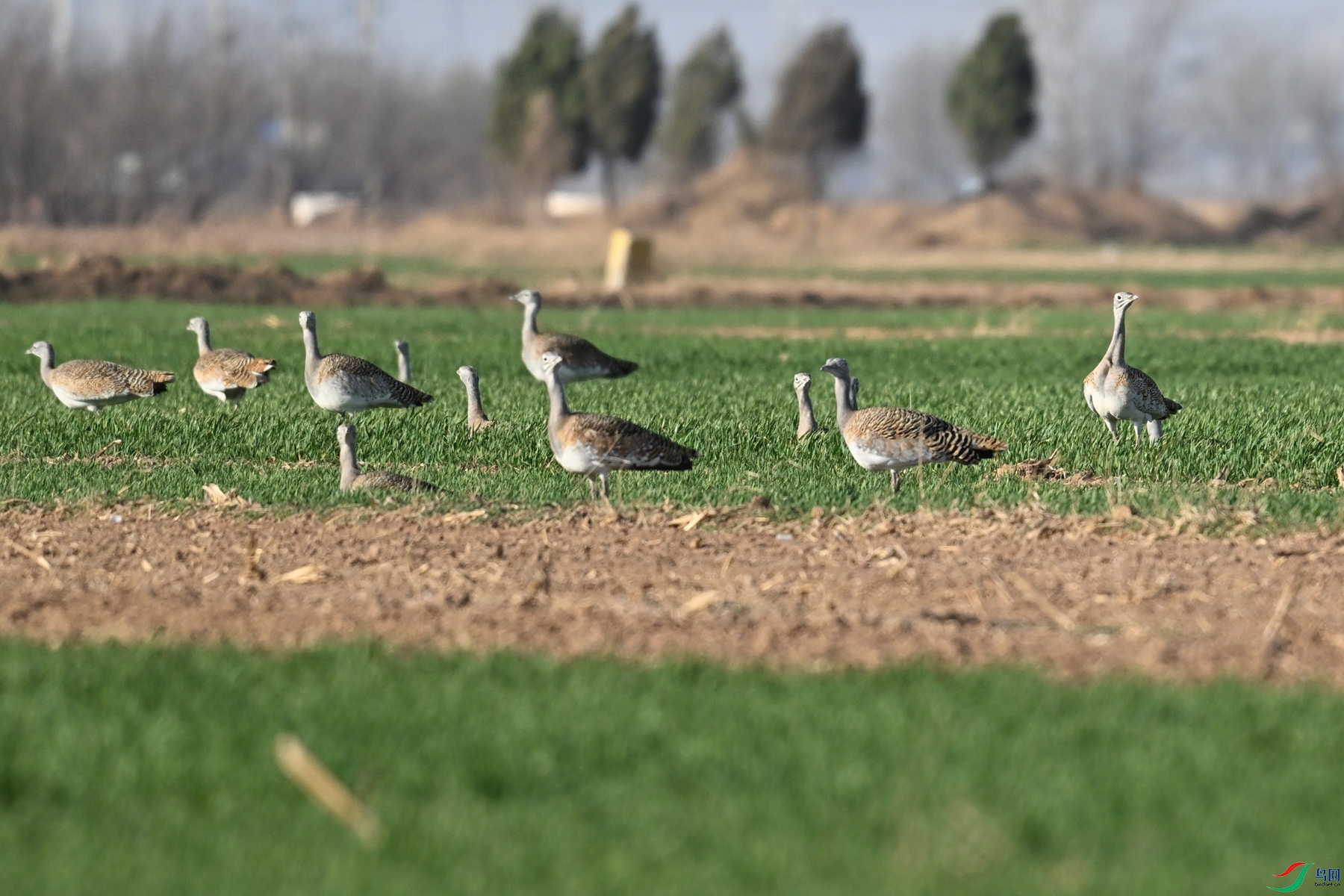 DSC_9987.JPG