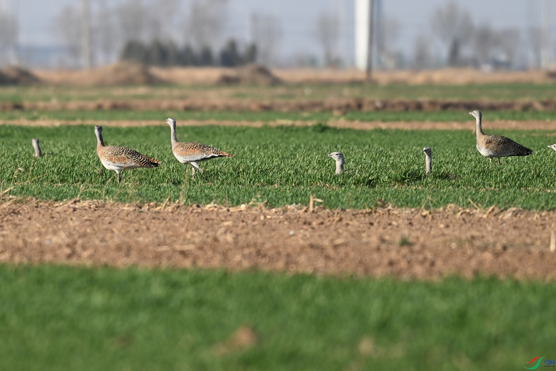 DSC_9992.JPG