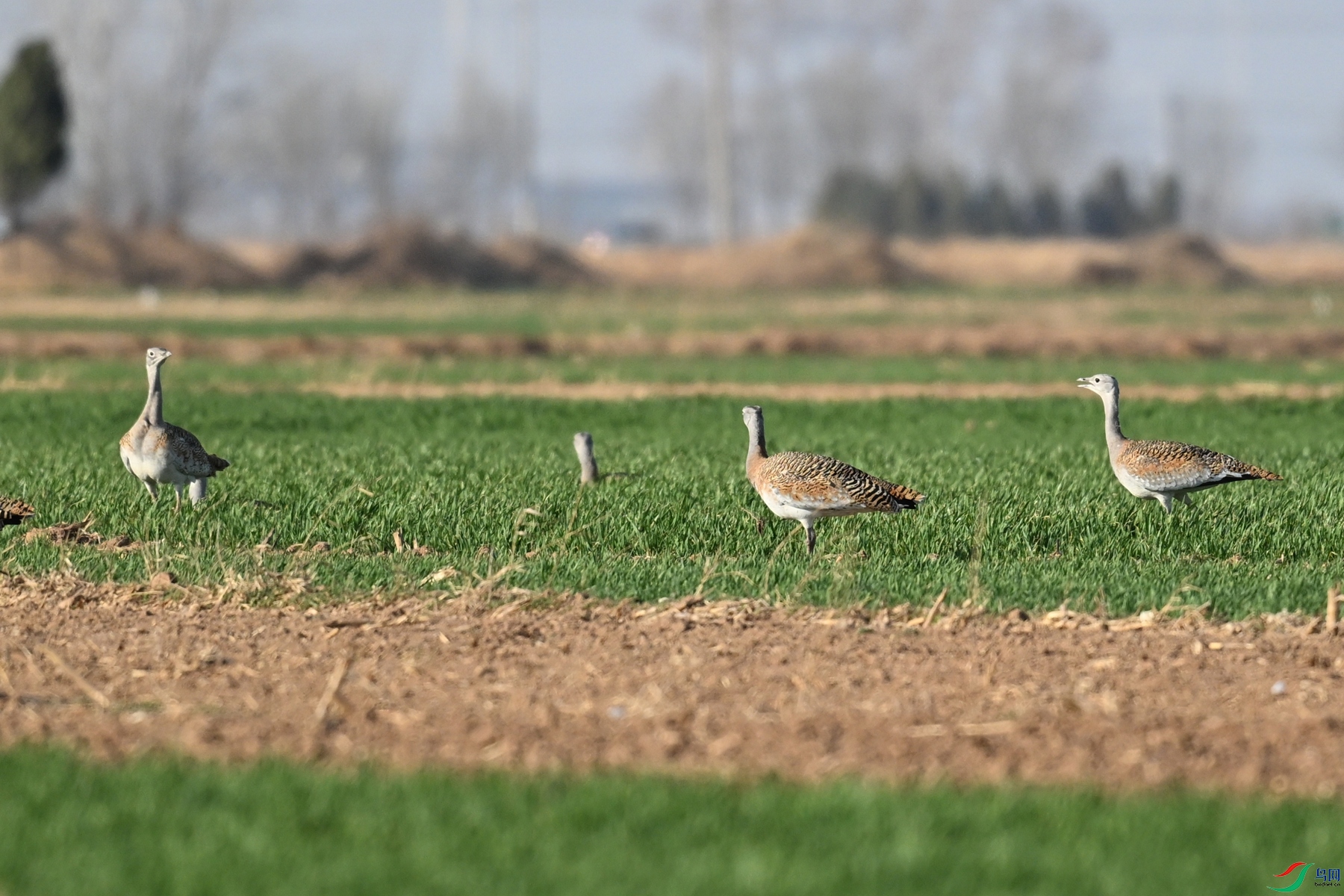 DSC_9988.JPG