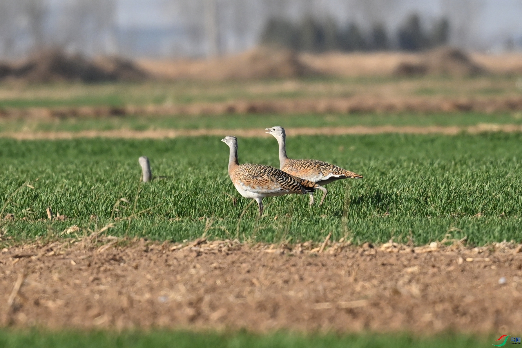 DSC_9994.JPG