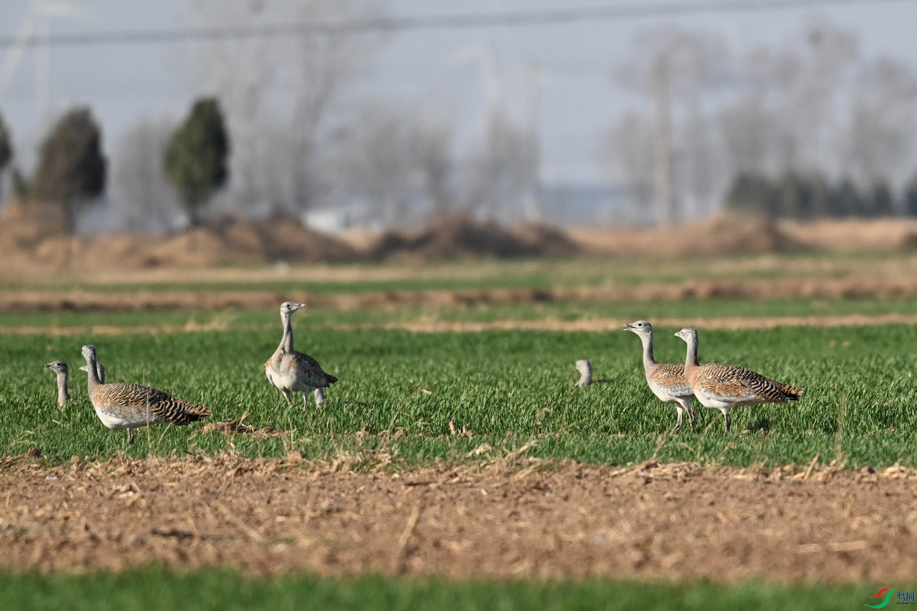 DSC_9996.JPG