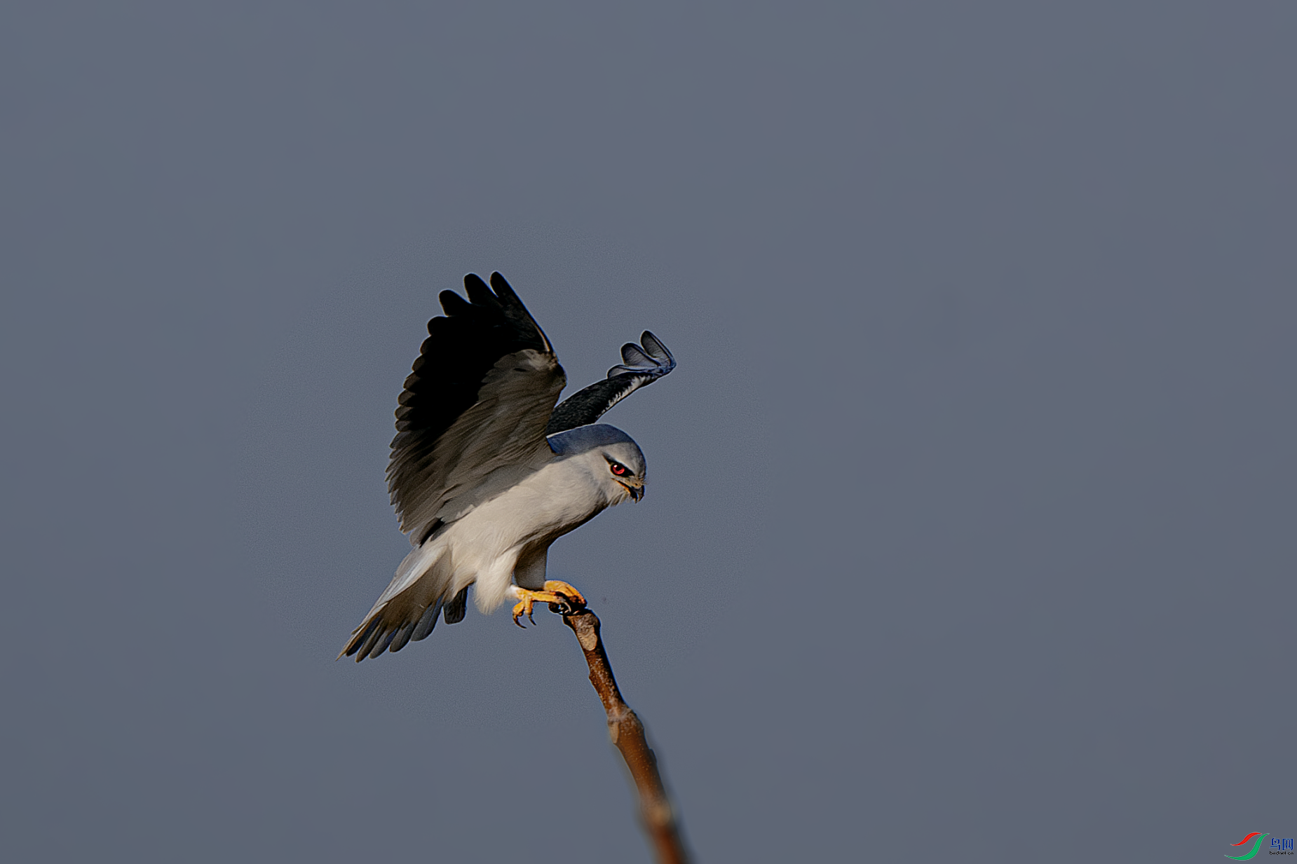 _DSC9131-����ǿ-NR.PNG