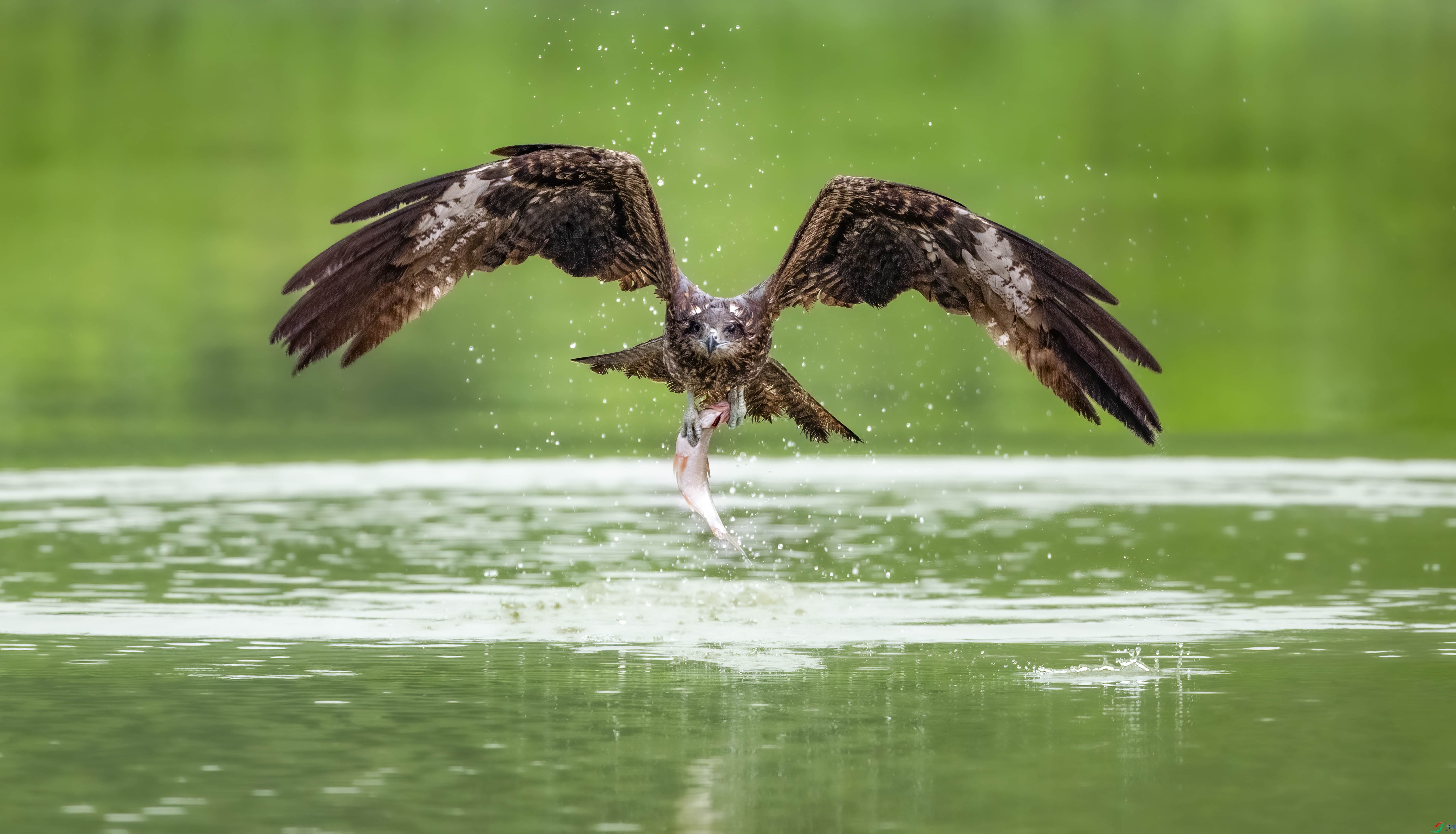 DSC_4248 ����_1.JPG