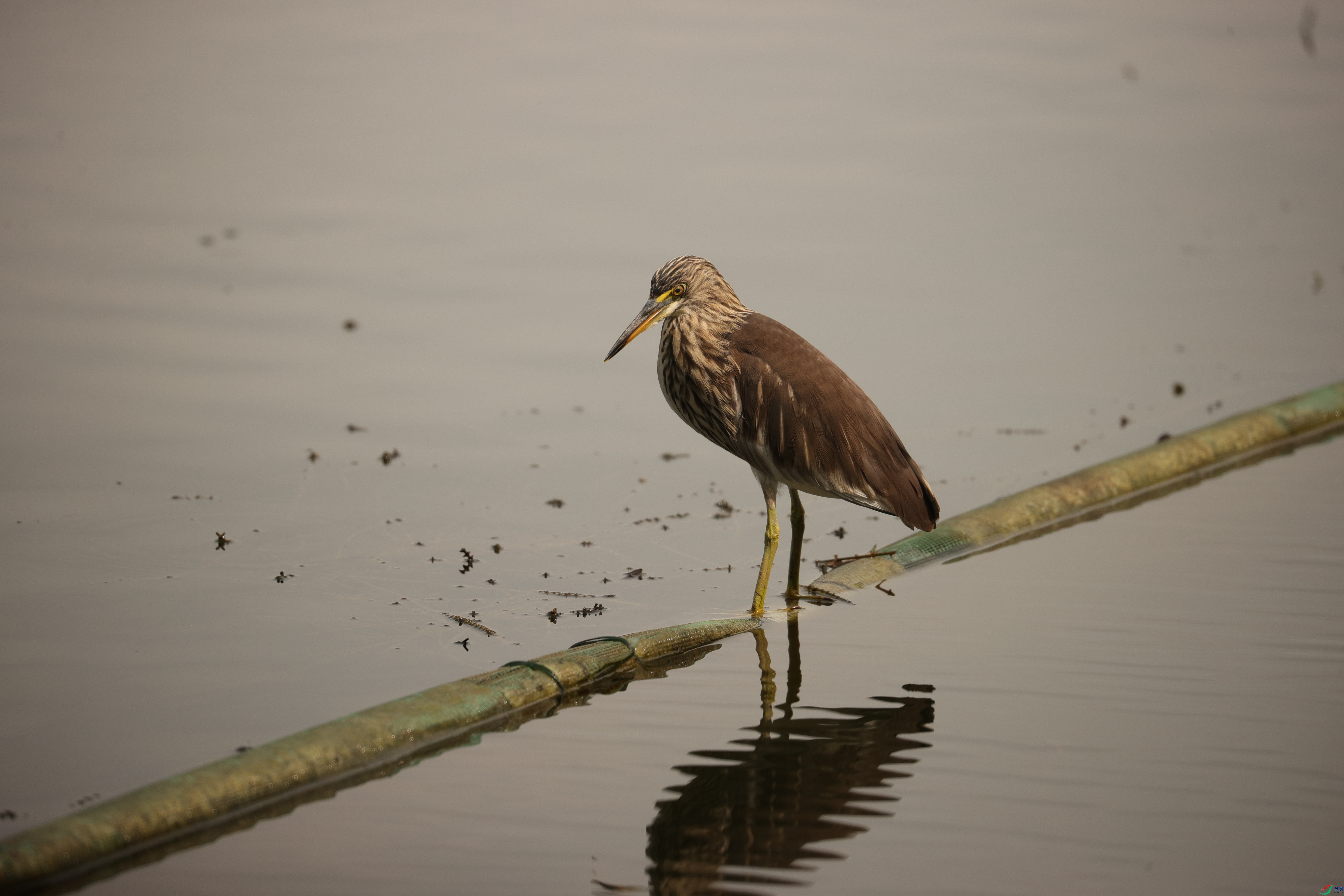 3822��ש����