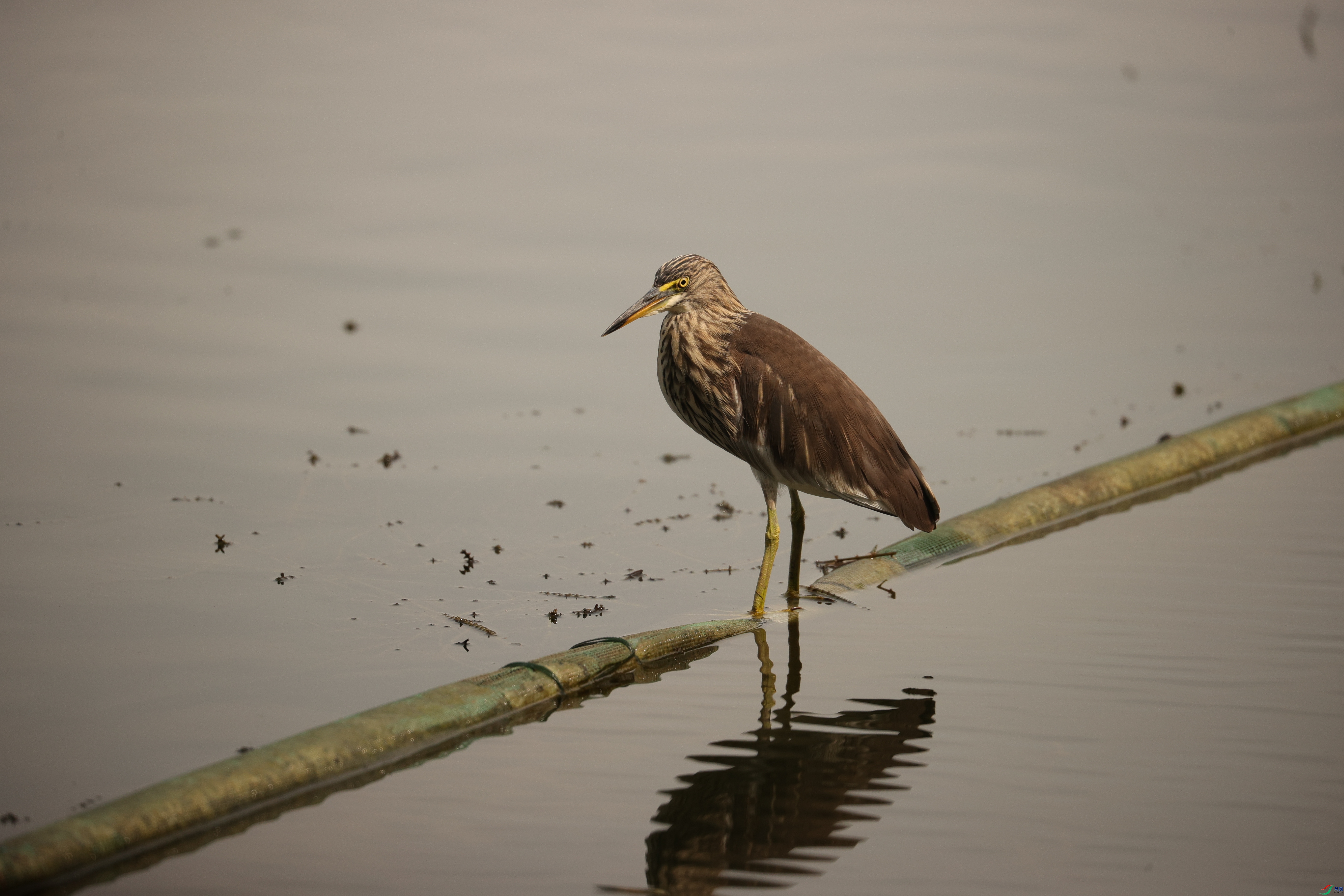 3824��ש����